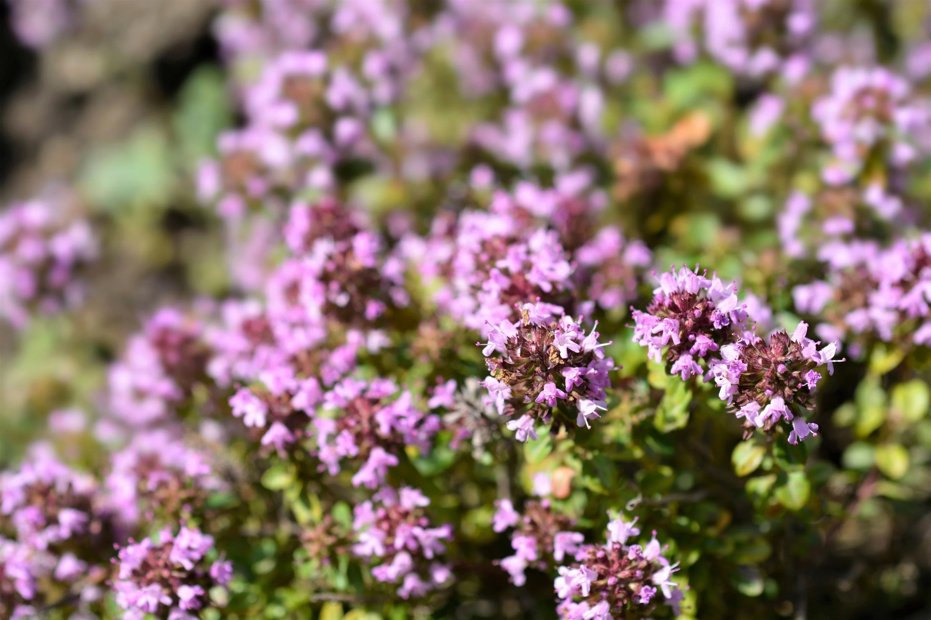 10,000 BULK LEMON THYME Thymus Pulegioides Herb Purple Flower Fragrant Evergreen Seeds - Image 6