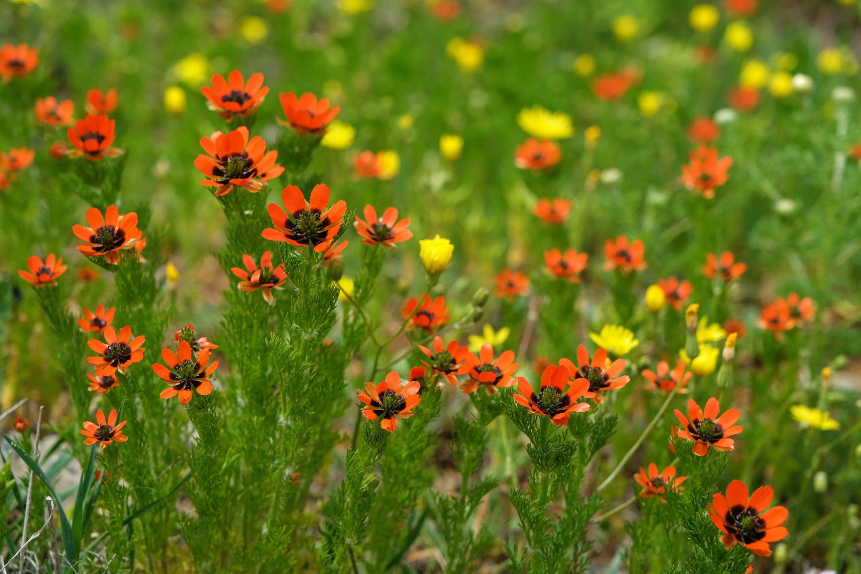 10 ADONIS PHEASANTS EYE Adonis Aestivalis Red & Black Flower Seeds - Image 4