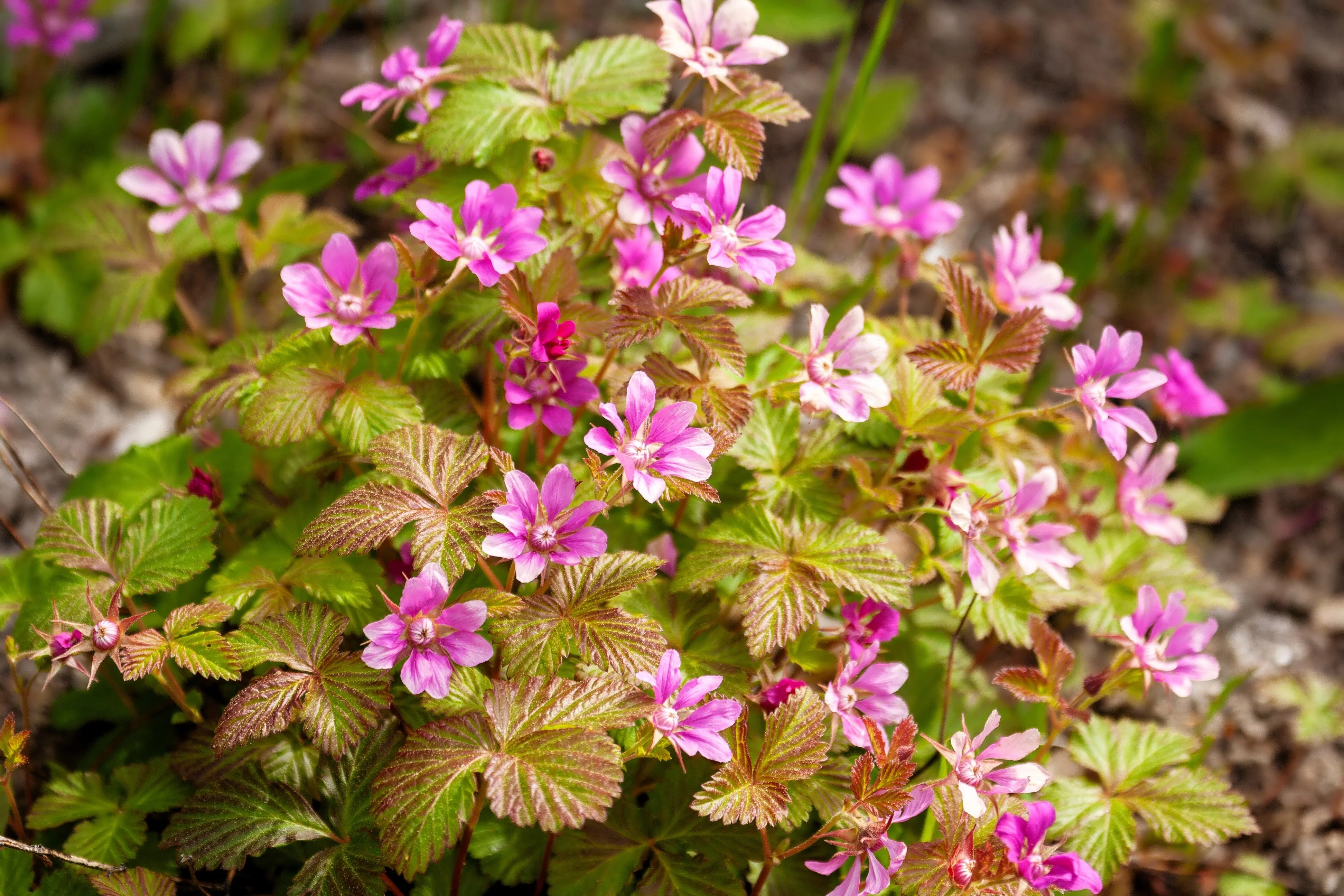 10 ARCTIC RASPBERRY Nagoonberry Rubus Arcticus Red Berry Fruit Bramble Seeds - Image 2