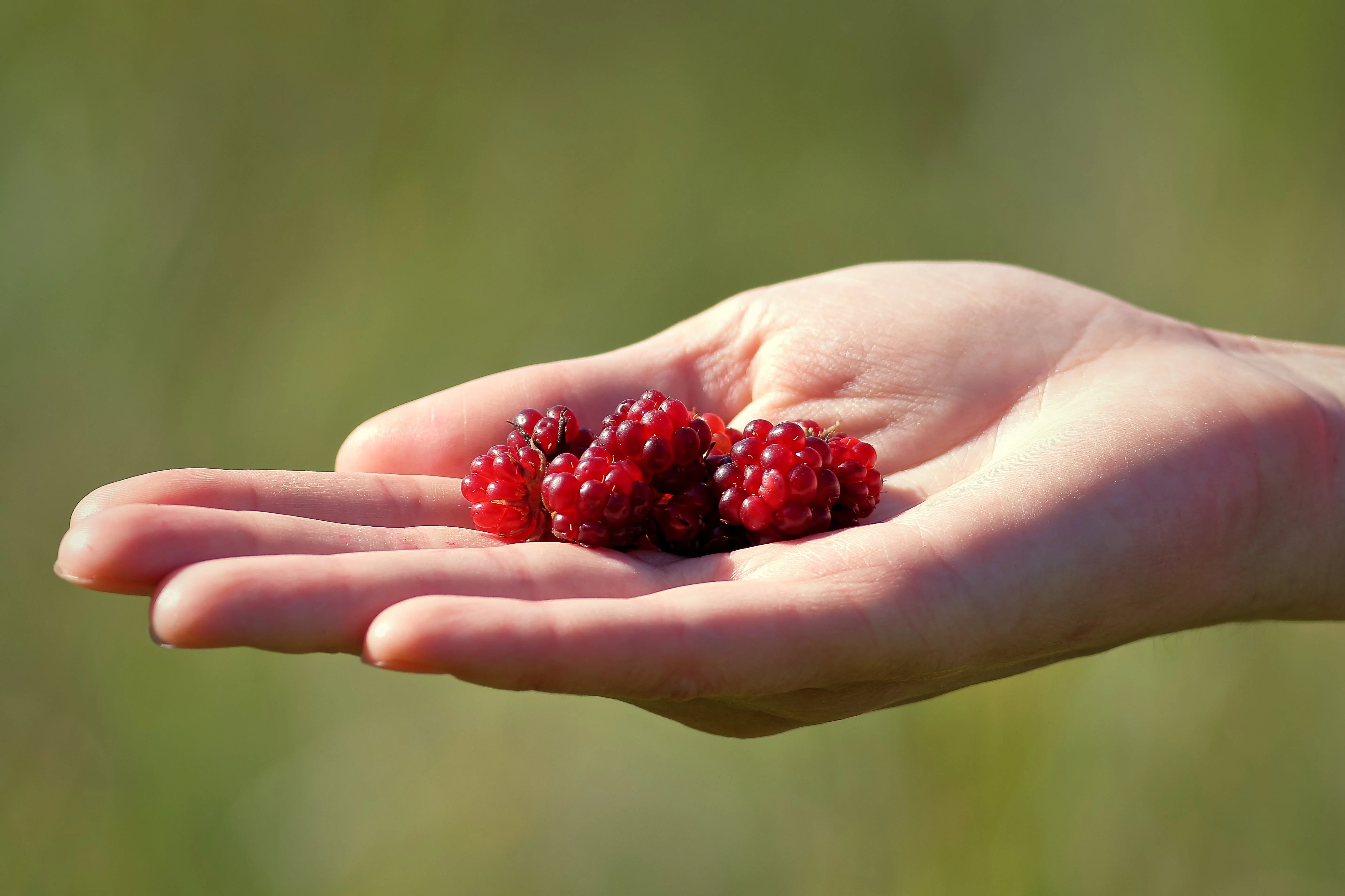 10 ARCTIC RASPBERRY Nagoonberry Rubus Arcticus Red Berry Fruit Bramble Seeds - Image 3