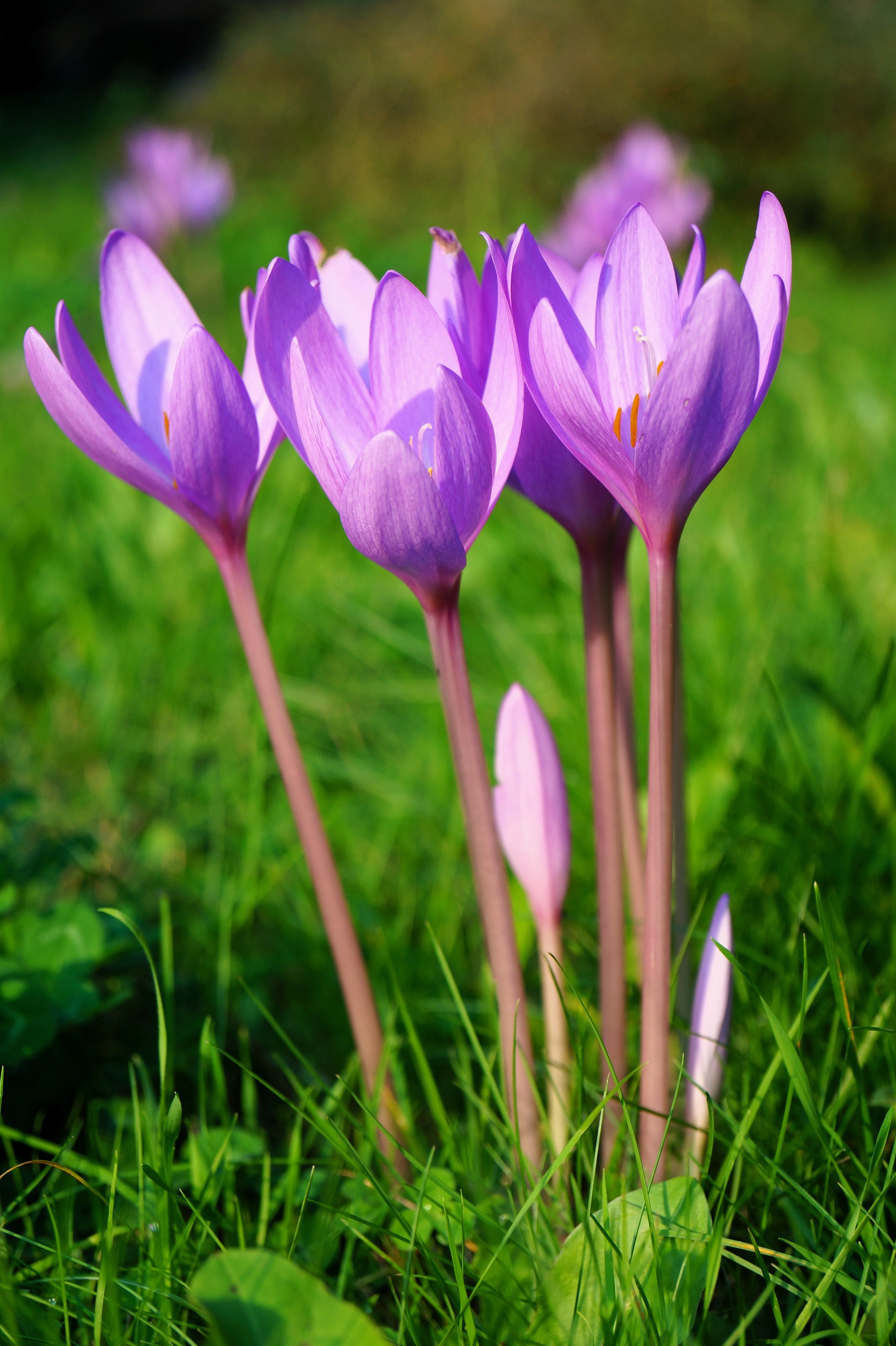 10 AUTUMN CROCUS Colchicum Autumnale Meadow Saffron Flower Seeds - Image 14