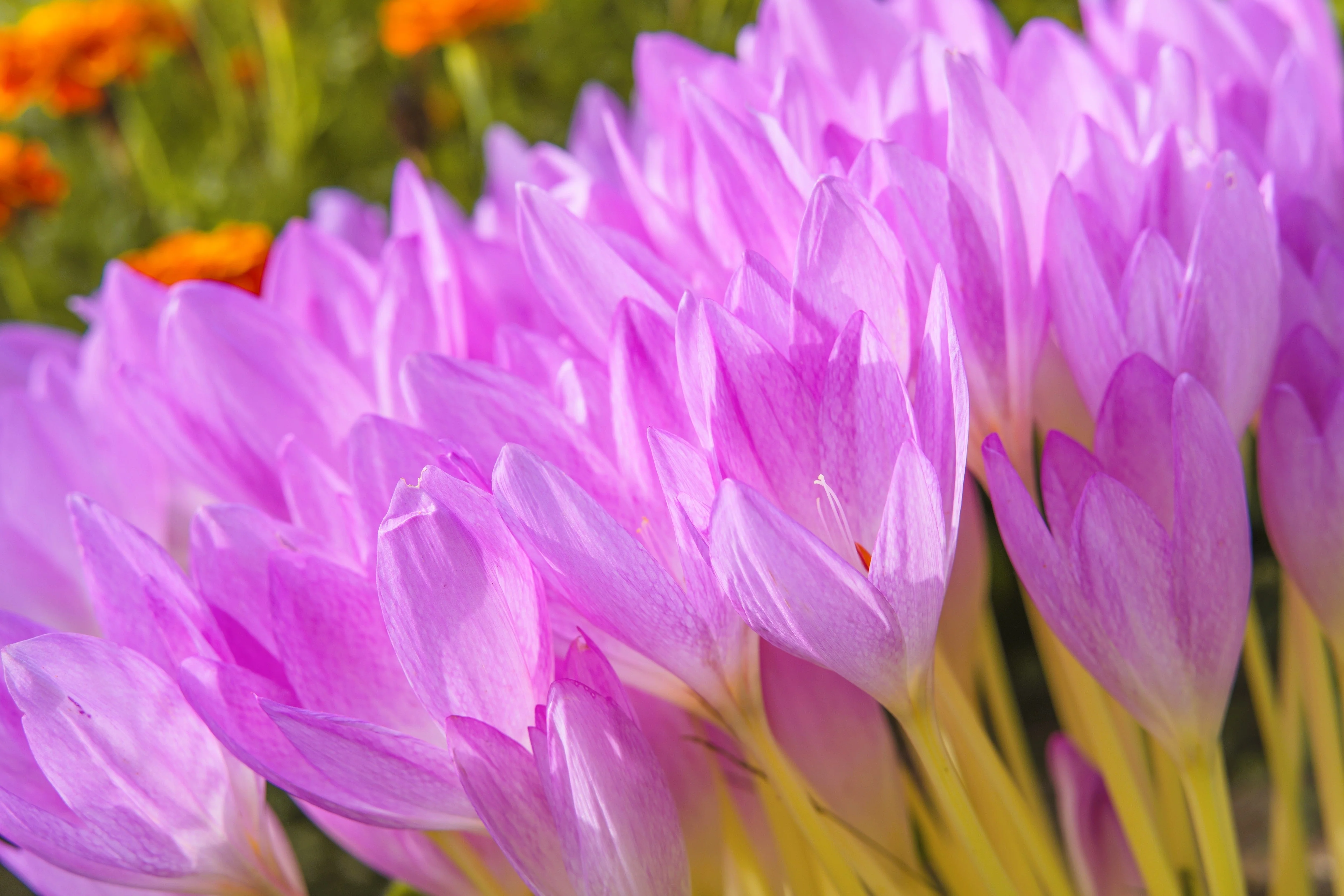 10 AUTUMN CROCUS Colchicum Autumnale Meadow Saffron Flower Seeds - Image 15