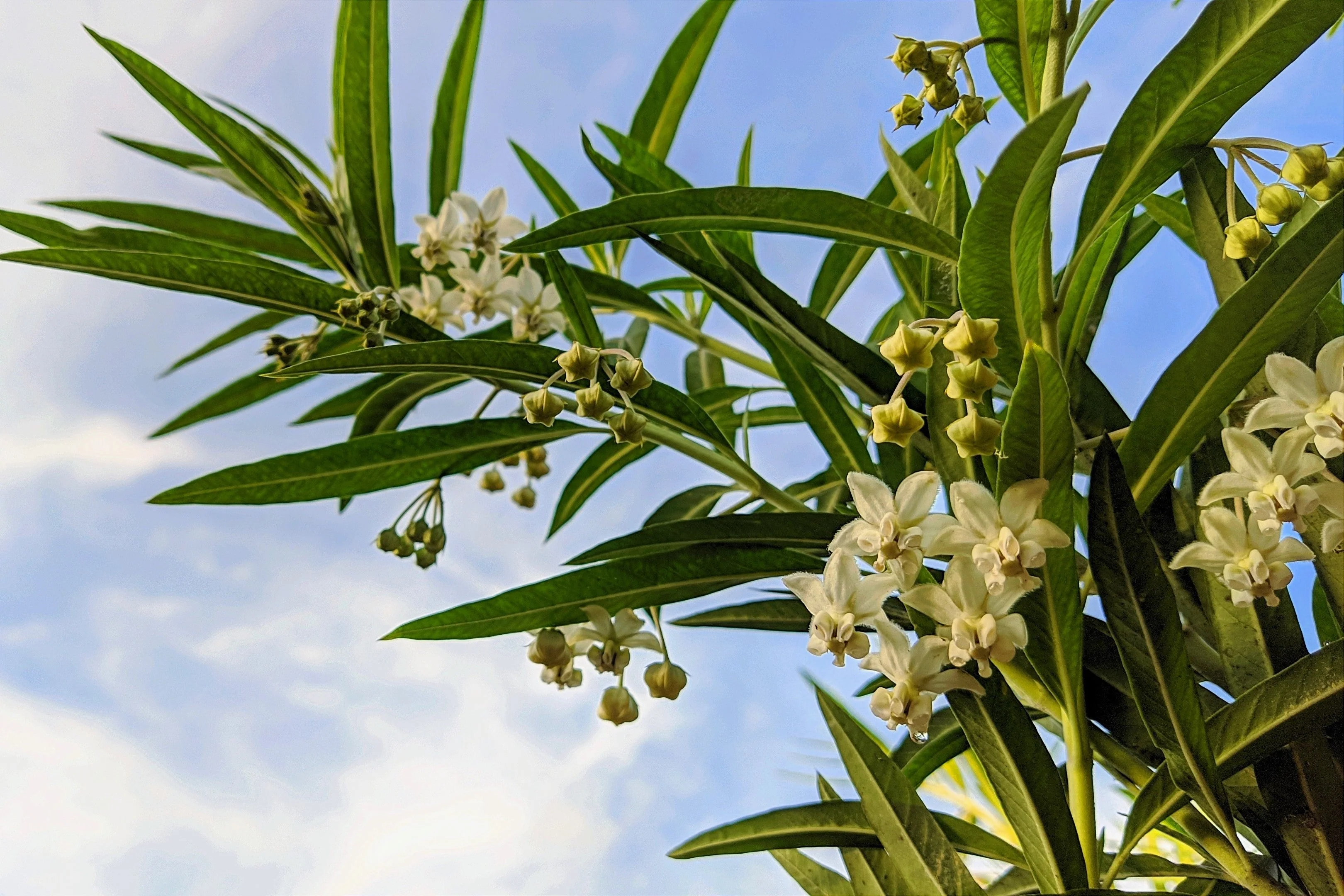 10 BALLOON MILKWEED Hairy Balls Butterfly Weed Asclepias Gomphocarpus Physocarpus Monarch Flower Seeds - Image 6