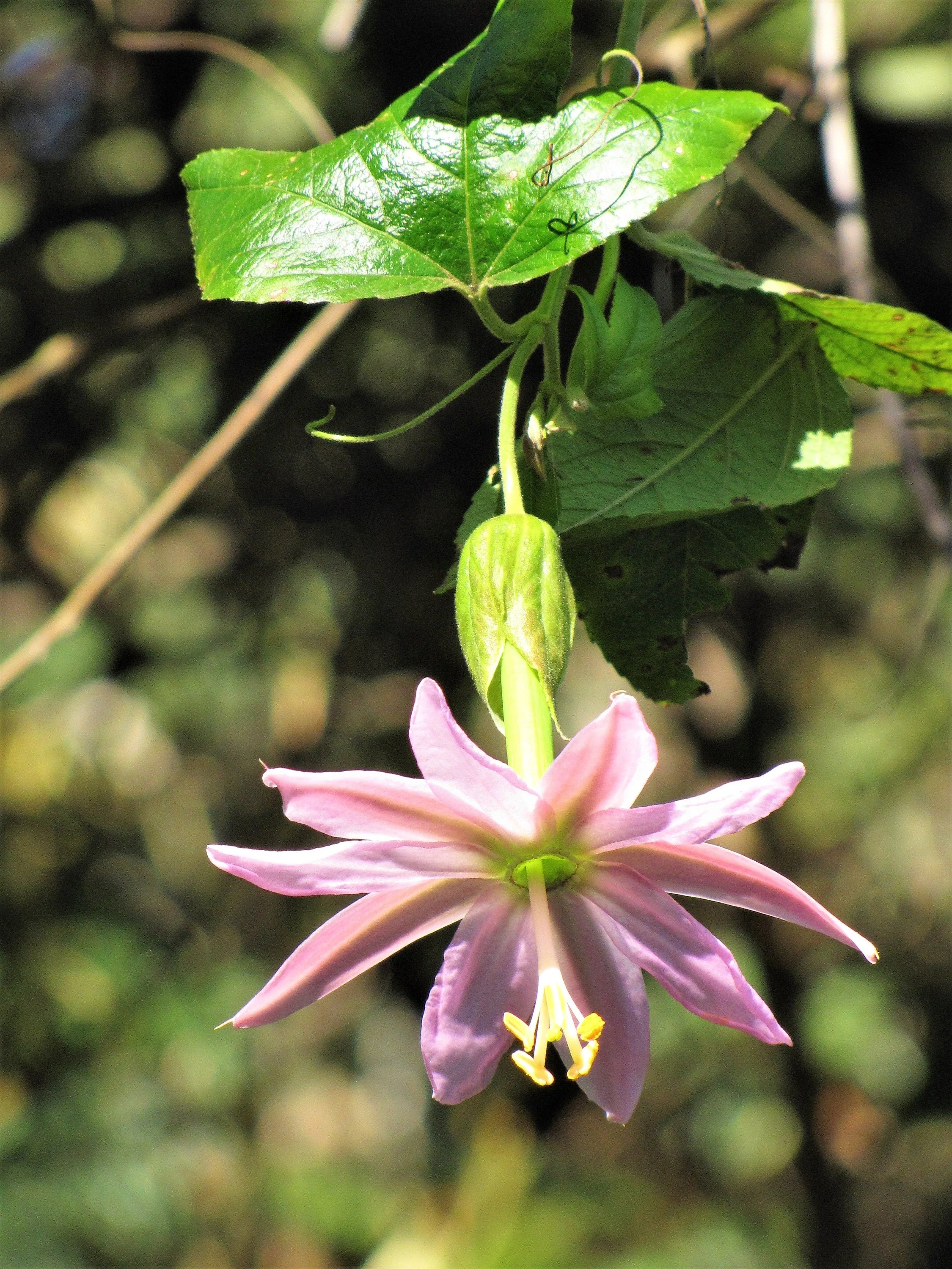 10 BANANA PASSION FRUIT Pink Passion Flower Passiflora Mollissima Yellow Skin Orange Pulp Vine Seeds - Image 10