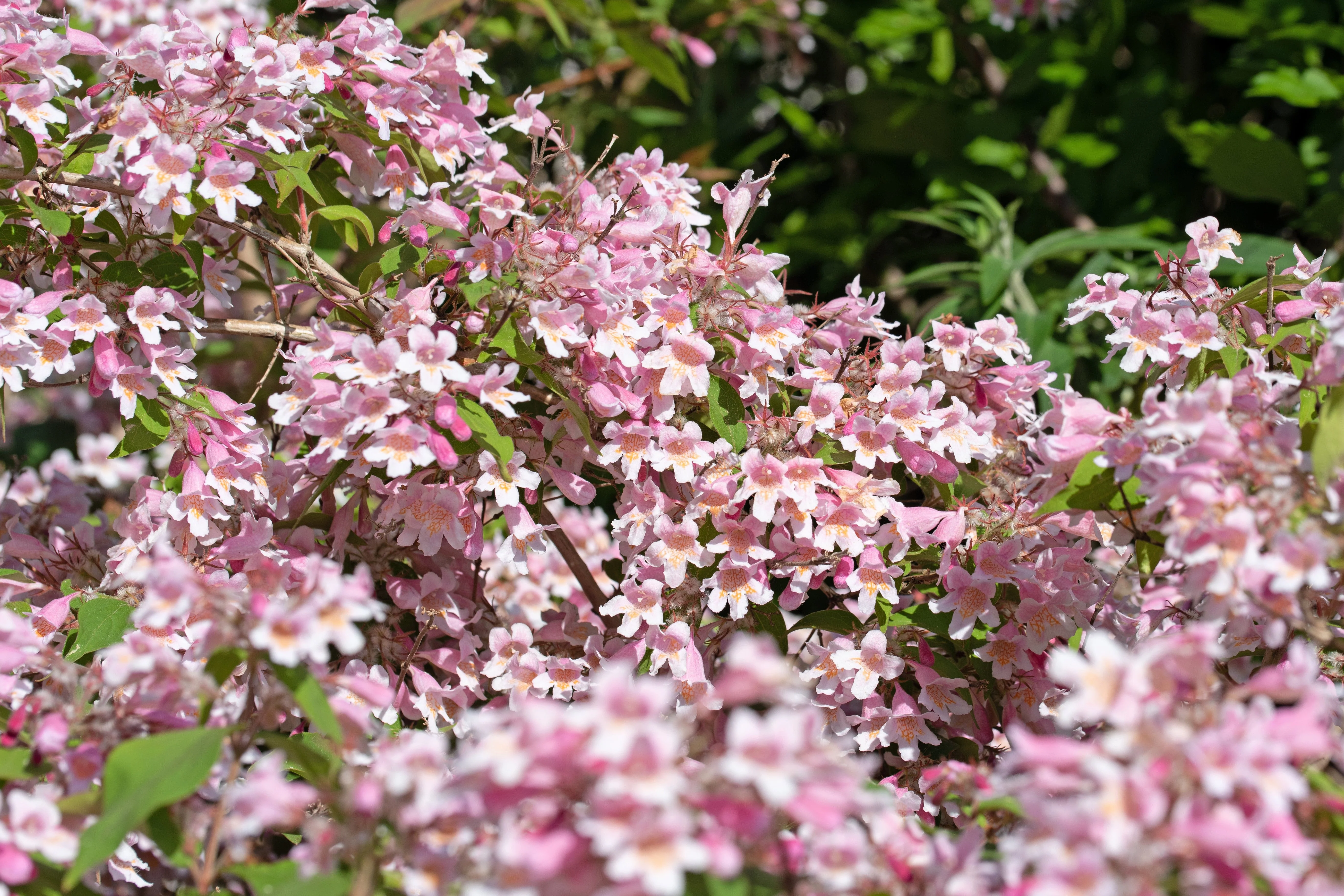 10 BEAUTY BUSH SHRUB Beautybush Kolkwitzia Amabilis Pink & White Flower Red Berry Seeds - Image 2