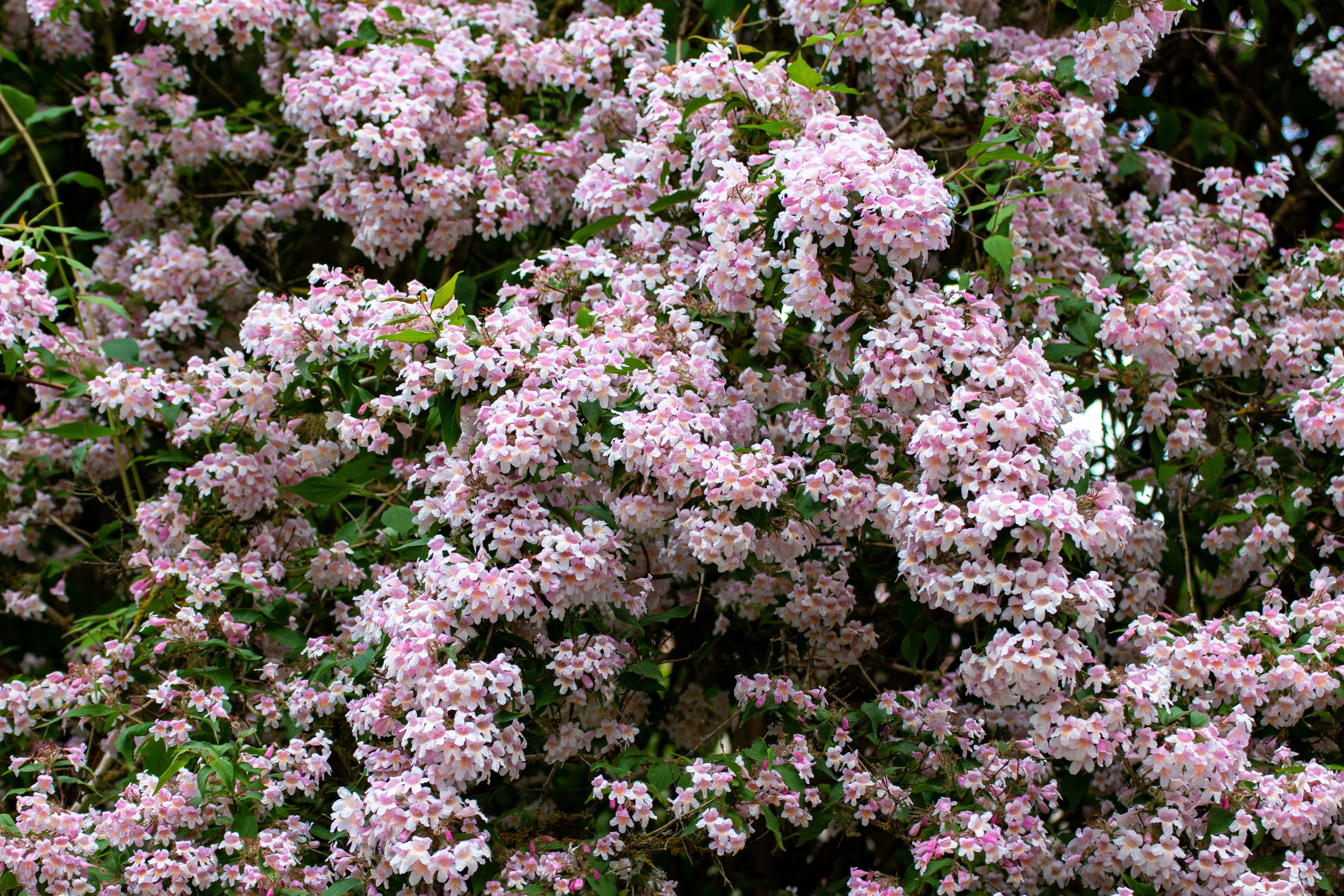 10 BEAUTY BUSH SHRUB Beautybush Kolkwitzia Amabilis Pink & White Flower Red Berry Seeds - Image 5