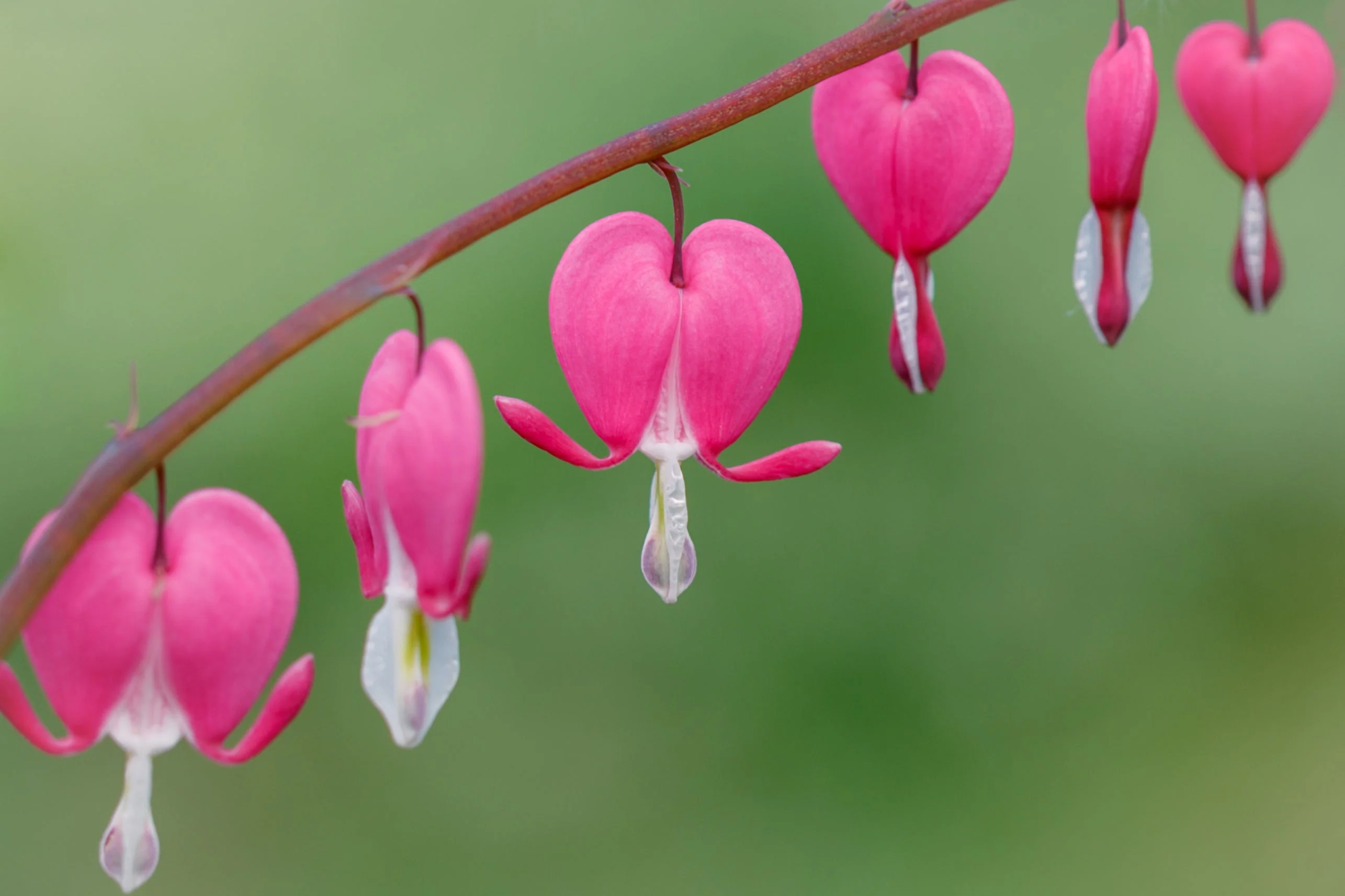 10 BLEEDING HEART - PINK Old Fashioned Dicentra Formosa Shade Flower Seeds - Image 2
