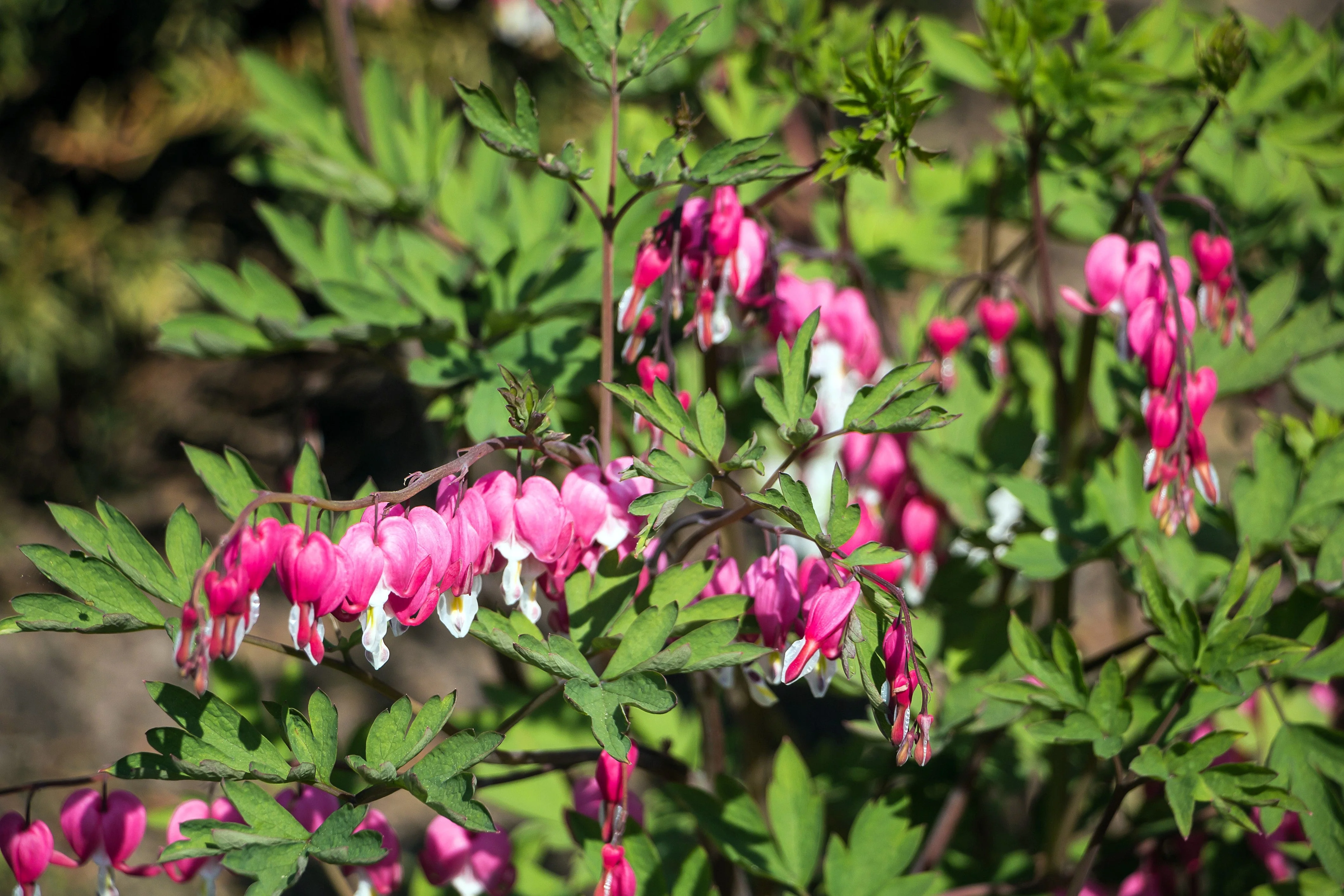 10 BLEEDING HEART - PINK Old Fashioned Dicentra Formosa Shade Flower Seeds - Image 4