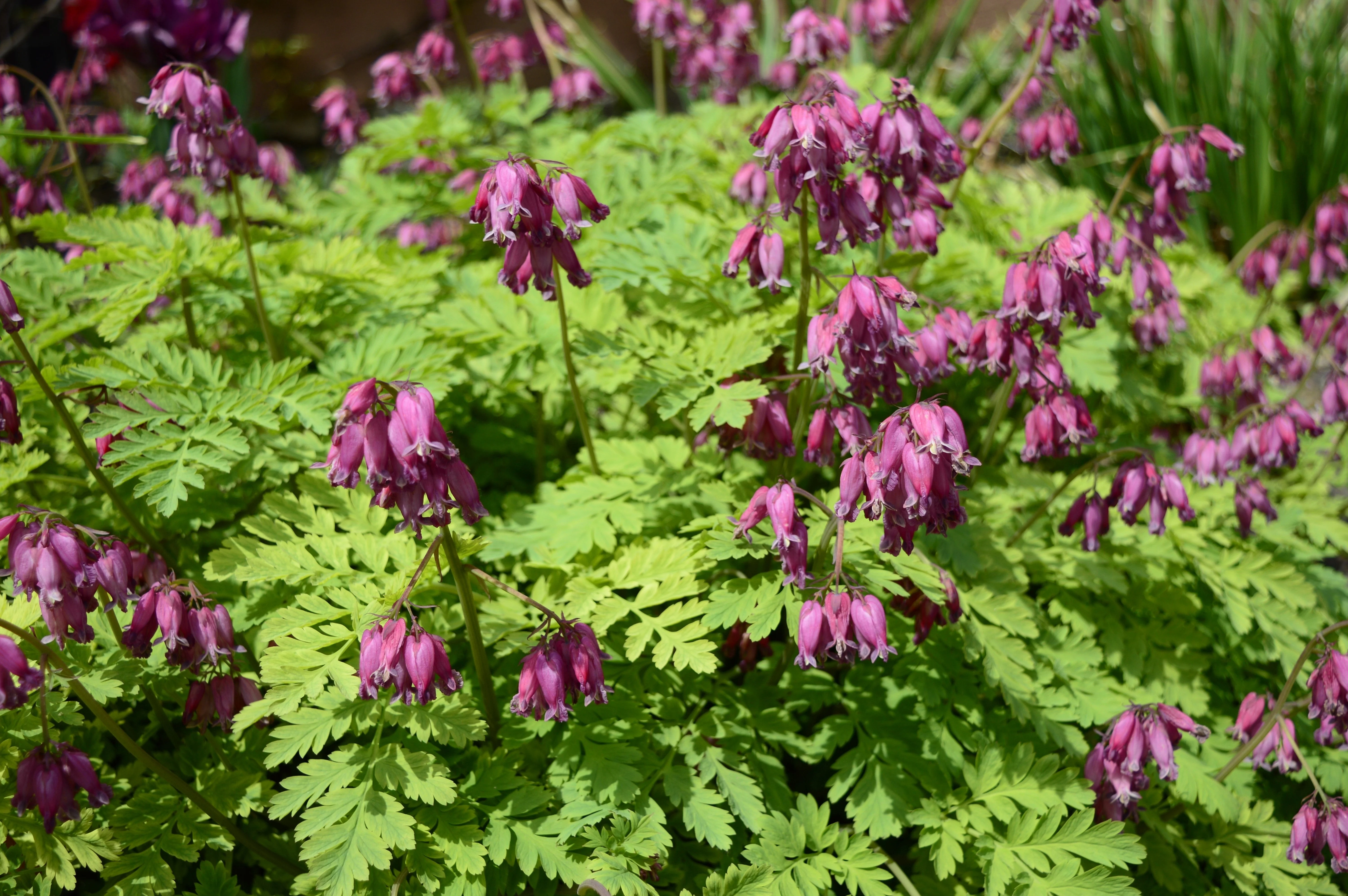 10 BLEEDING HEART - PINK Old Fashioned Dicentra Formosa Shade Flower Seeds - Image 6