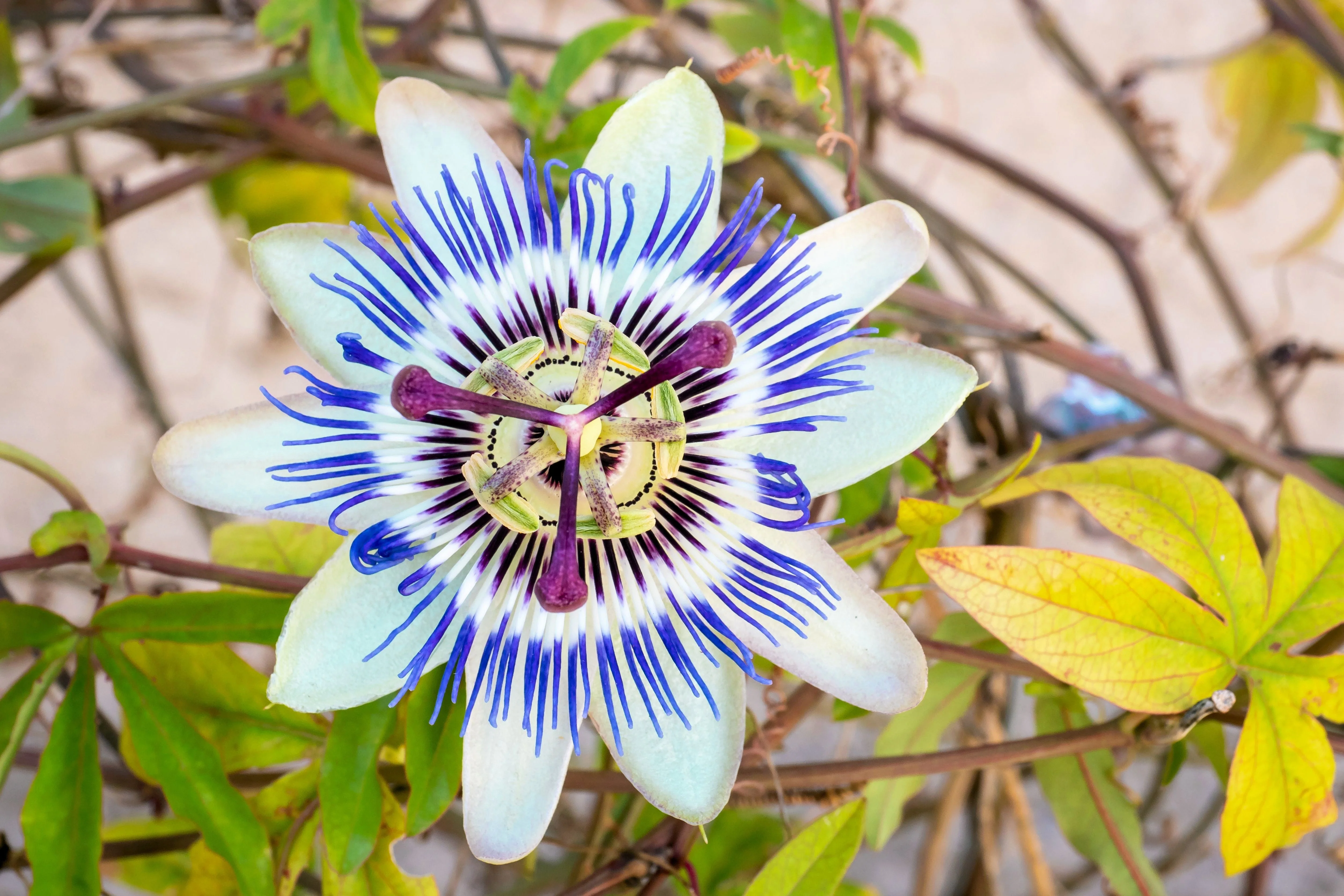 10 Blue Crown PASSION FLOWER / Passion FRUIT Passiflora Caerulea Orange Fruit Vine Seeds - Image 9