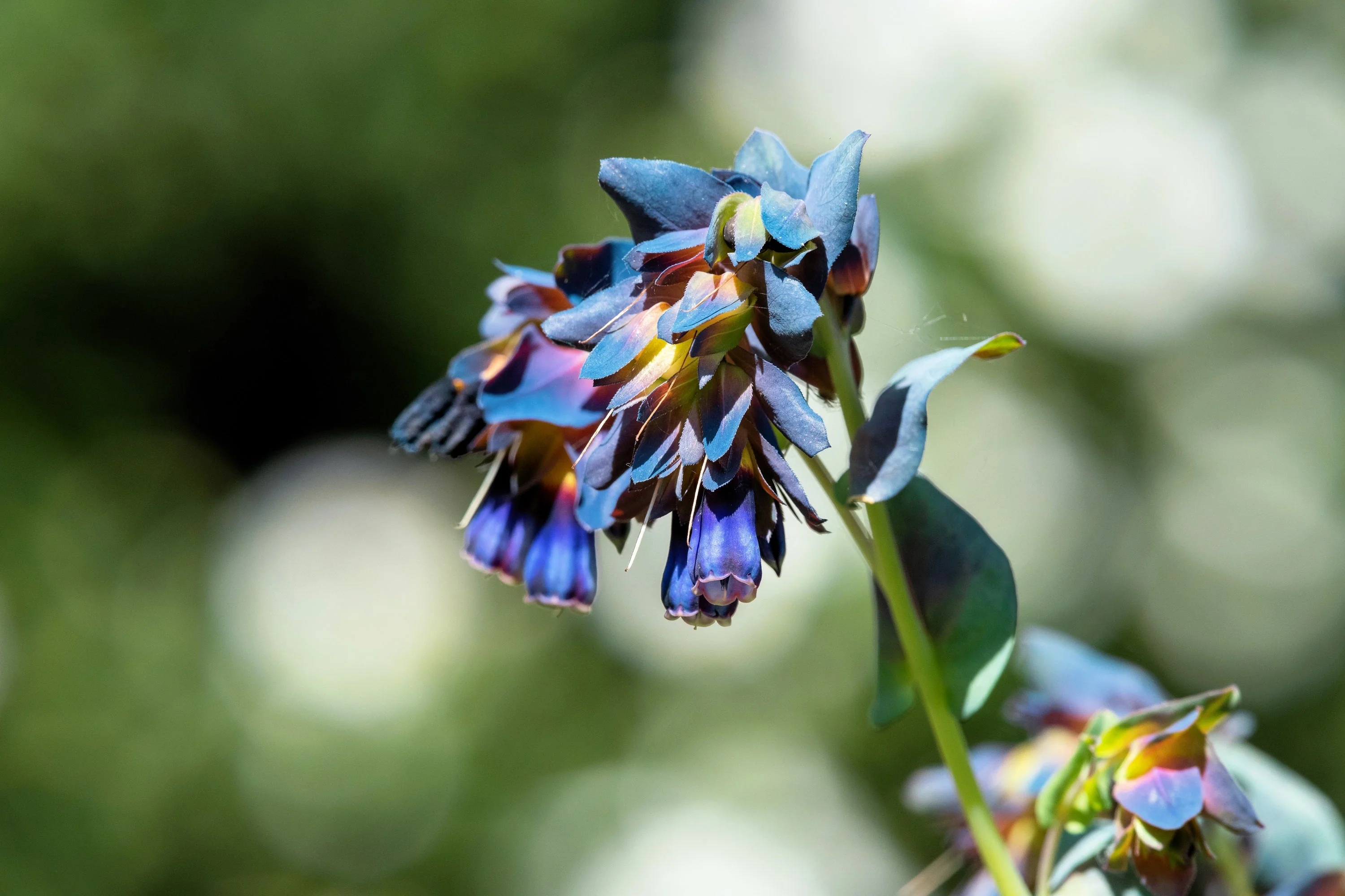 10 BLUE SHRIMP PLANT / Honeywort Cerinthe Major Flower Seeds - Image 12