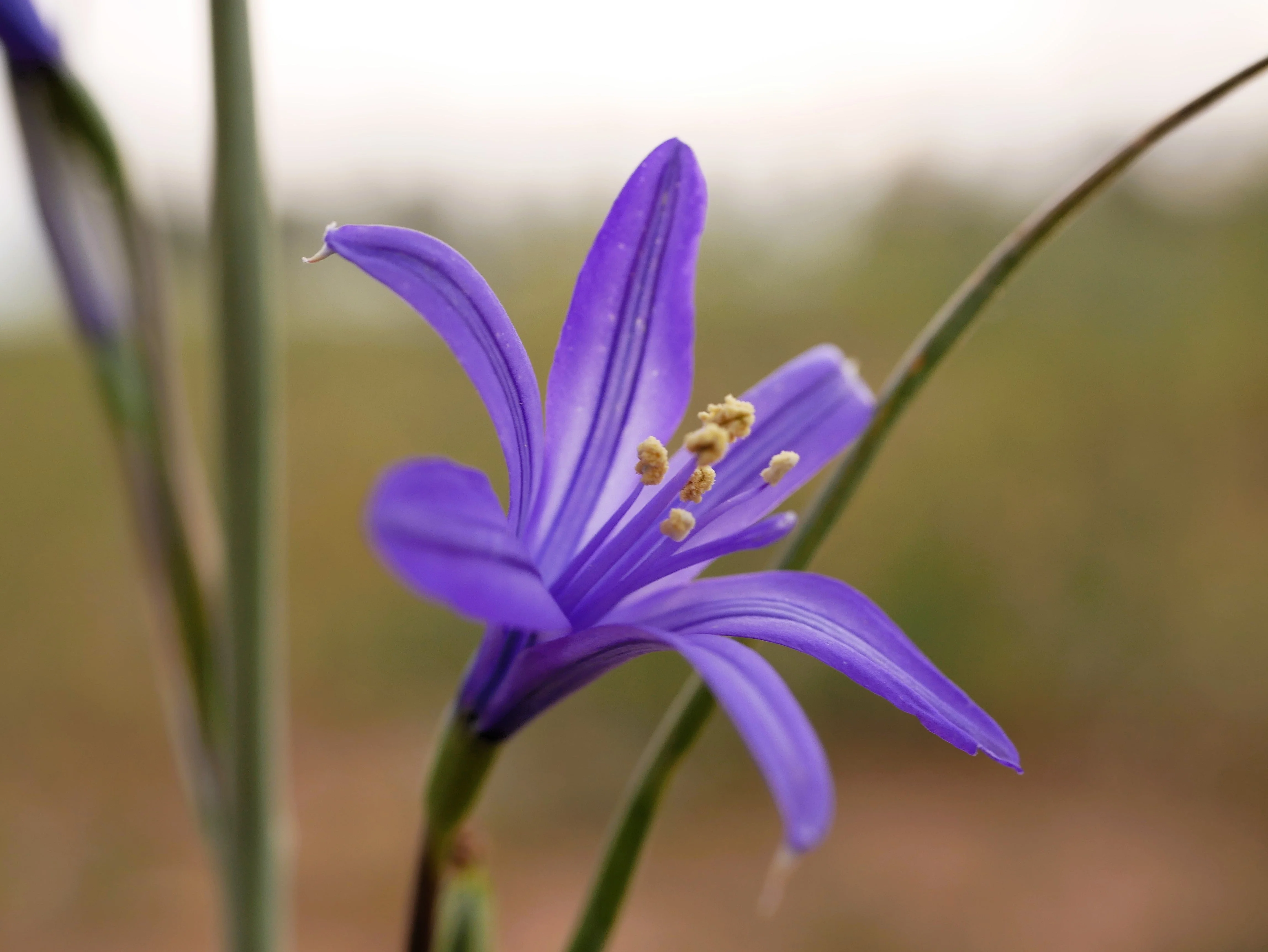 10 BLUE SIBERIAN LILY Mountain Ixia Altai Ixiolirion Tataricum Flower Seeds - Image 13
