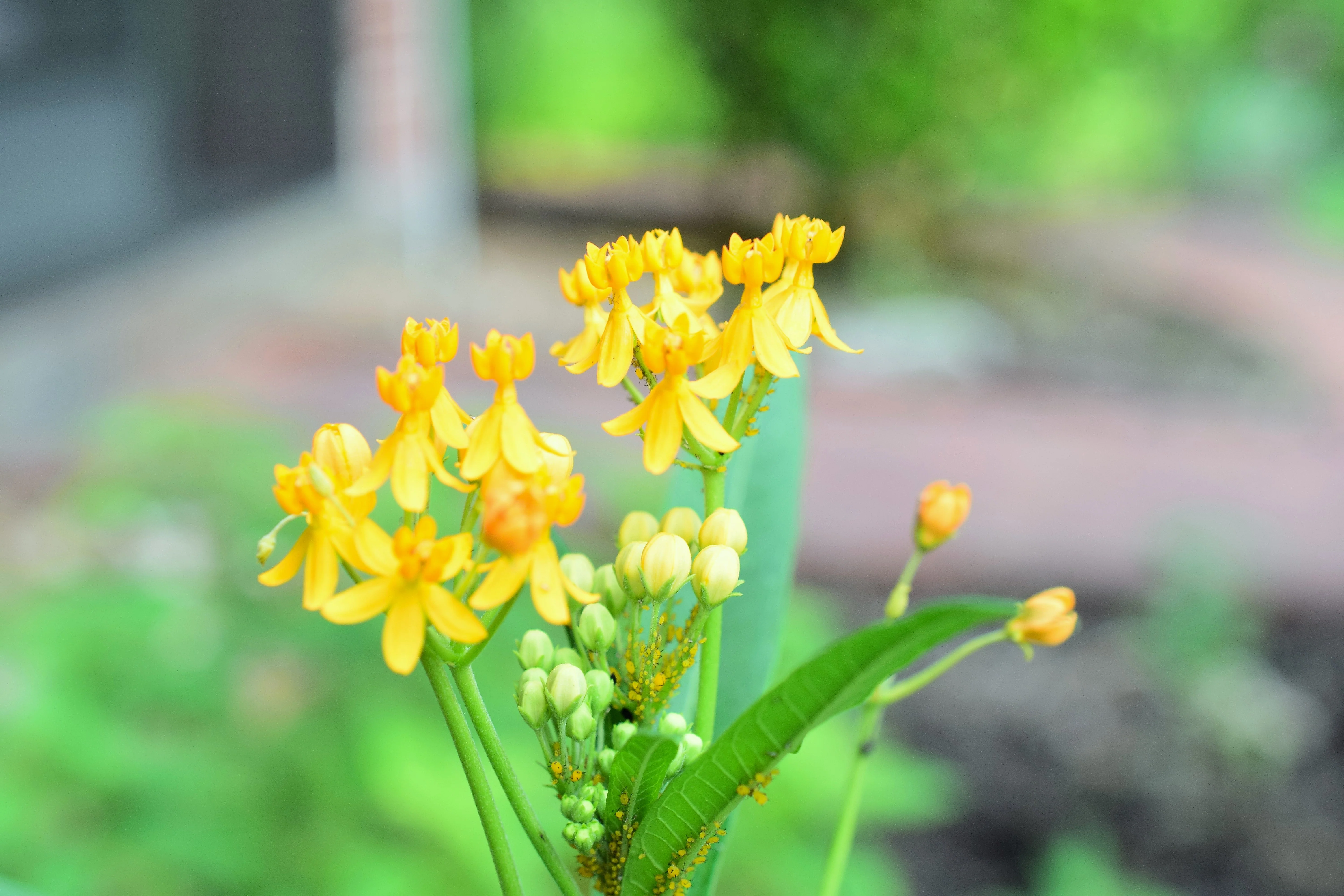 10 Bright YELLOW MILKWEED Butterfly Weed Asclepias Tuberosa Monarch Flower Seeds - Image 11