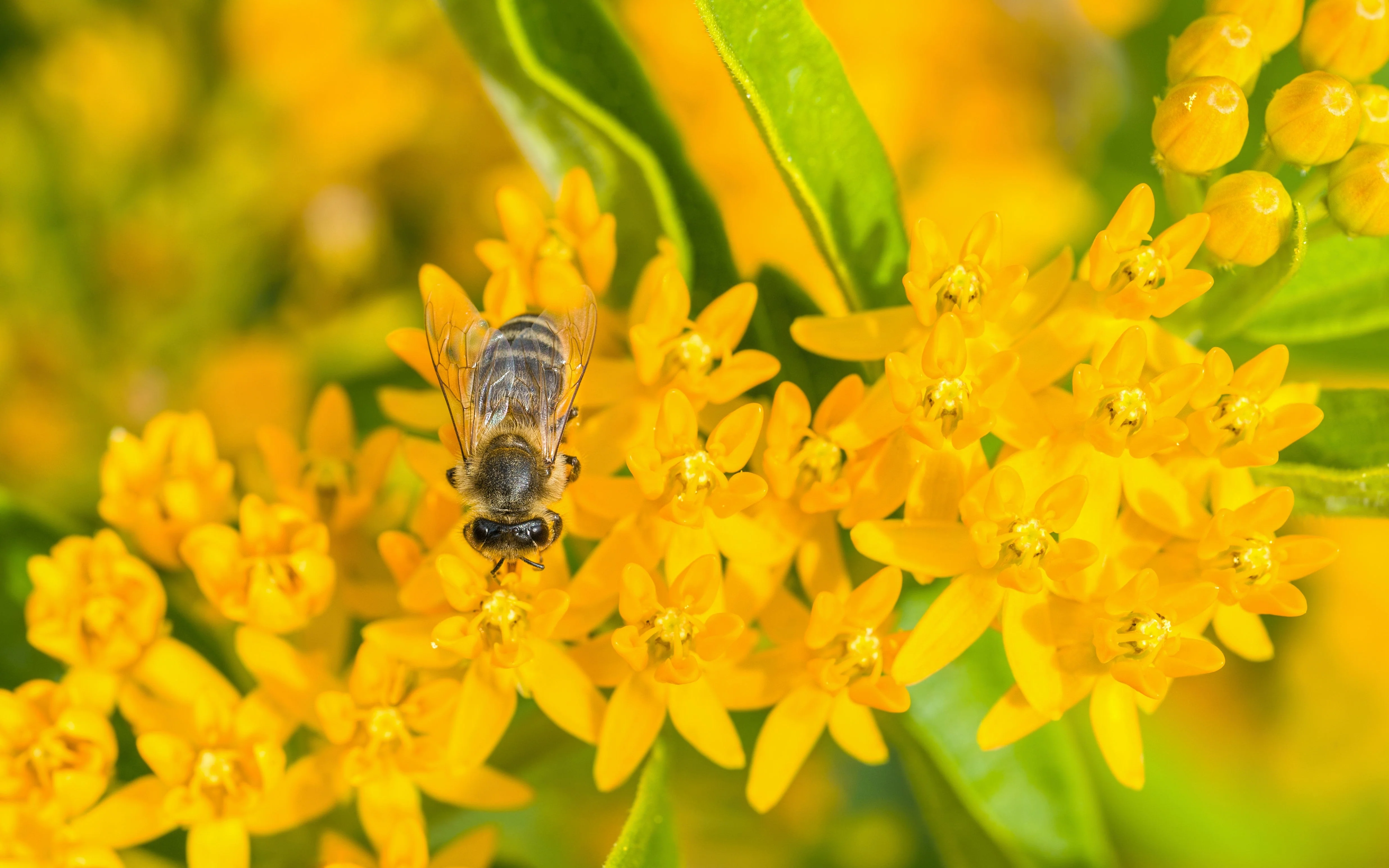 10 Bright YELLOW MILKWEED Butterfly Weed Asclepias Tuberosa Monarch Flower Seeds - Image 2