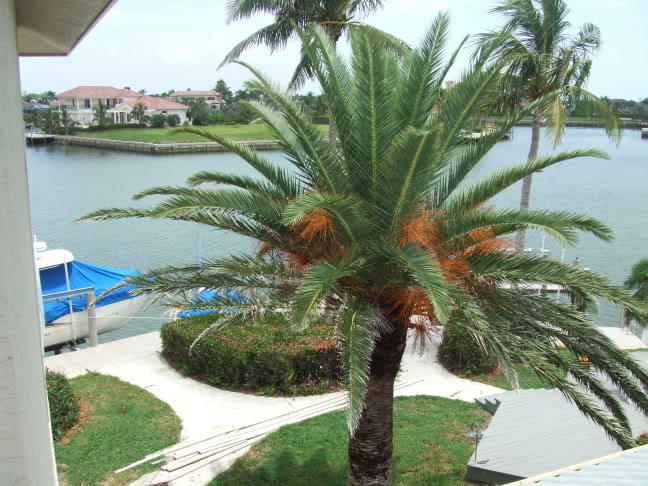 10 CANARY ISLAND Date PALM Phoenix Canariensis Tree Seeds - Image 4