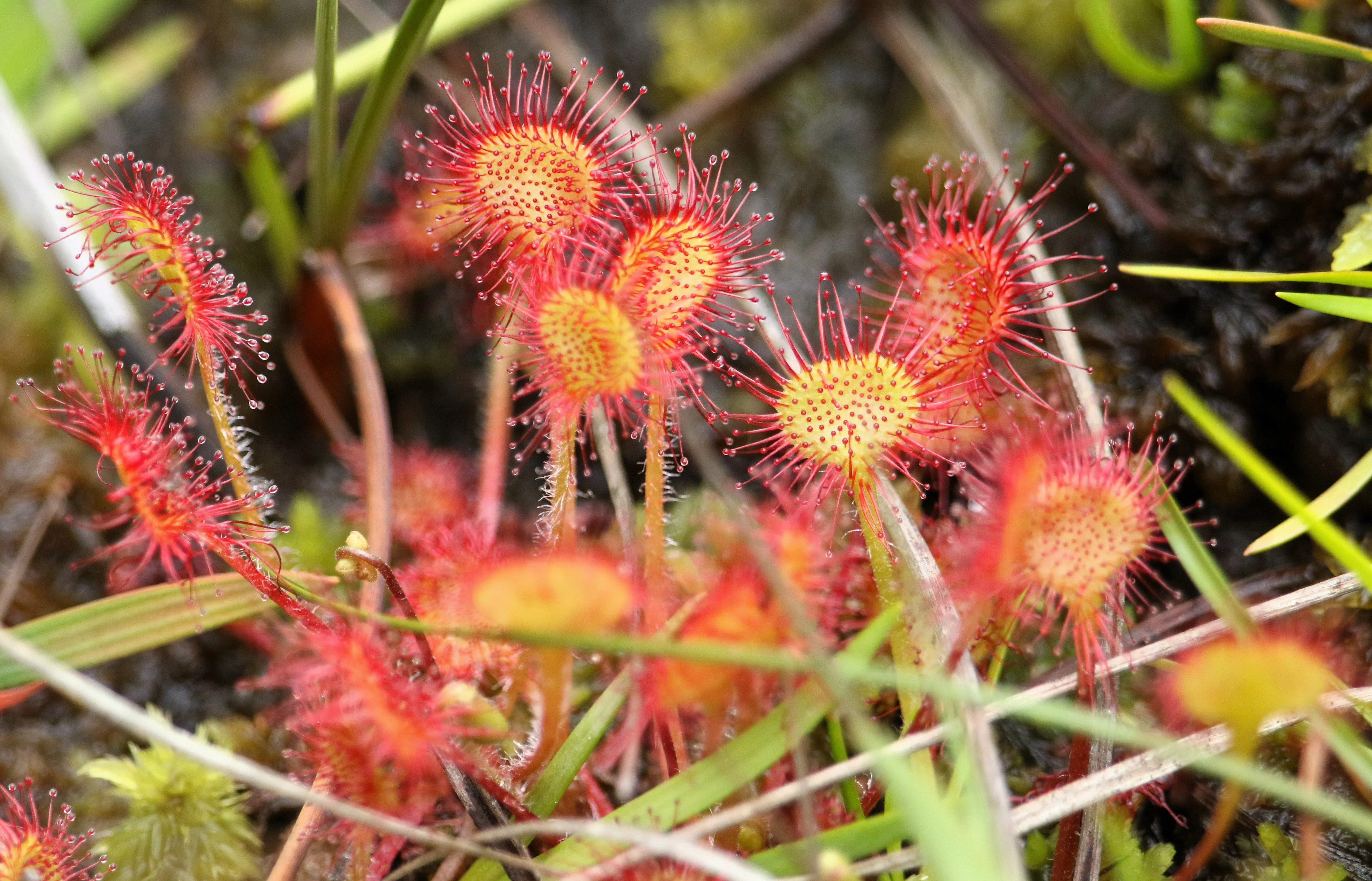 10 CARNIVOROUS SUNDEW PLANT Drosera Flower Seeds - Image 6