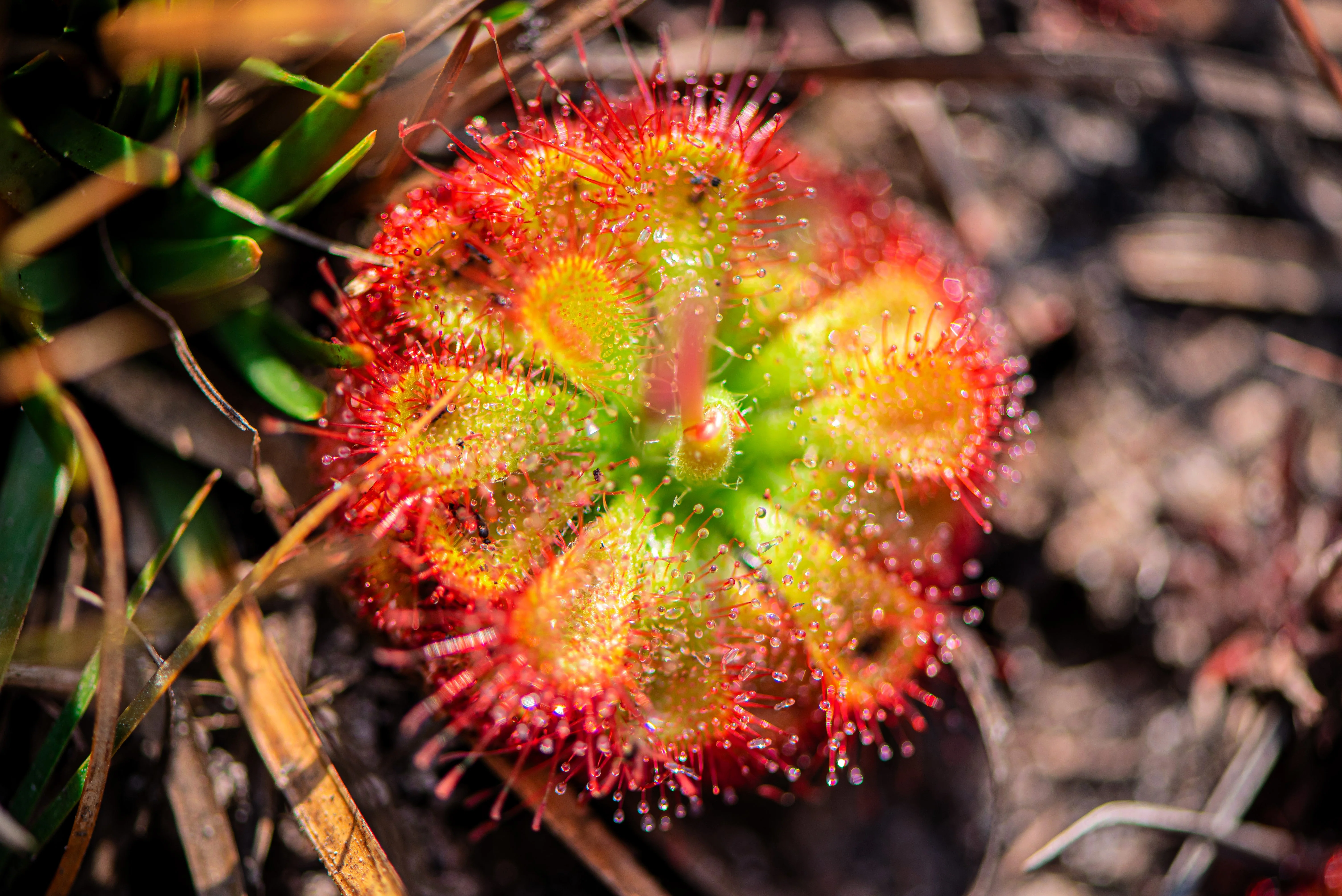 10 CARNIVOROUS SUNDEW PLANT Drosera Flower Seeds - Image 7