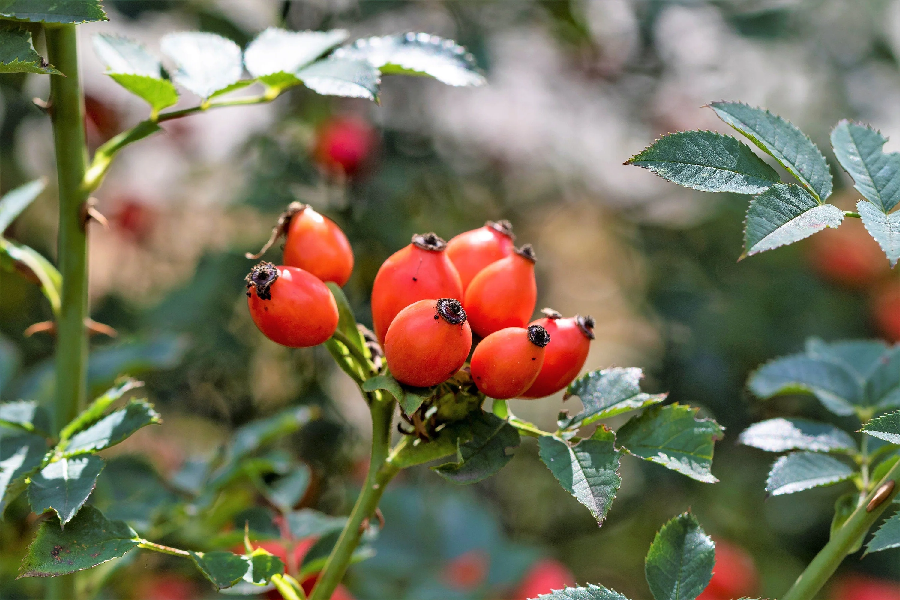 10 CLIMBING MICHIGAN ROSE Rosa Setigera aka Climbing Prairie or Illinois Rose Native Pink Flower Seeds - Image 3