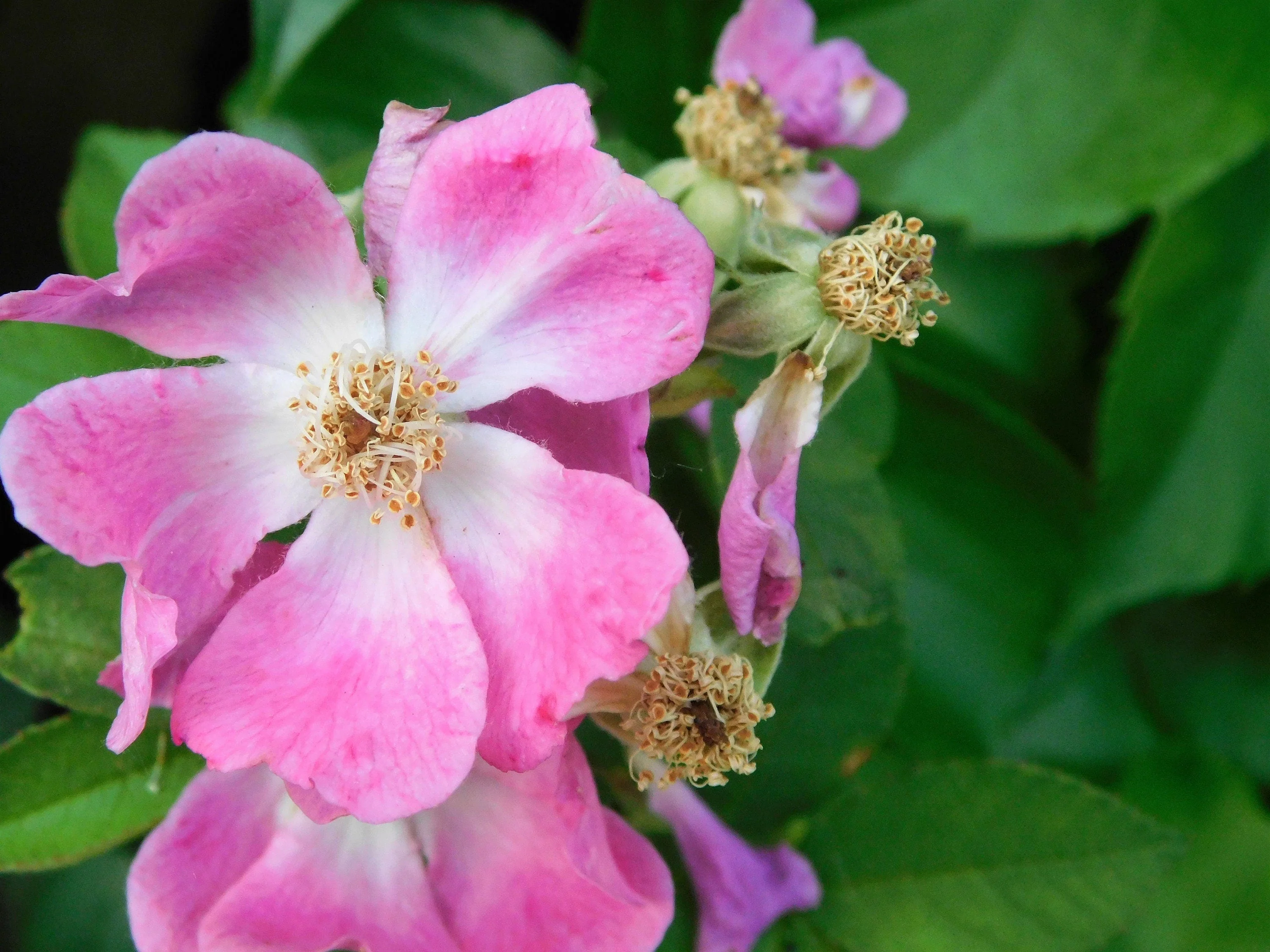 10 CLIMBING MICHIGAN ROSE Rosa Setigera aka Climbing Prairie or Illinois Rose Native Pink Flower Seeds - Image 8