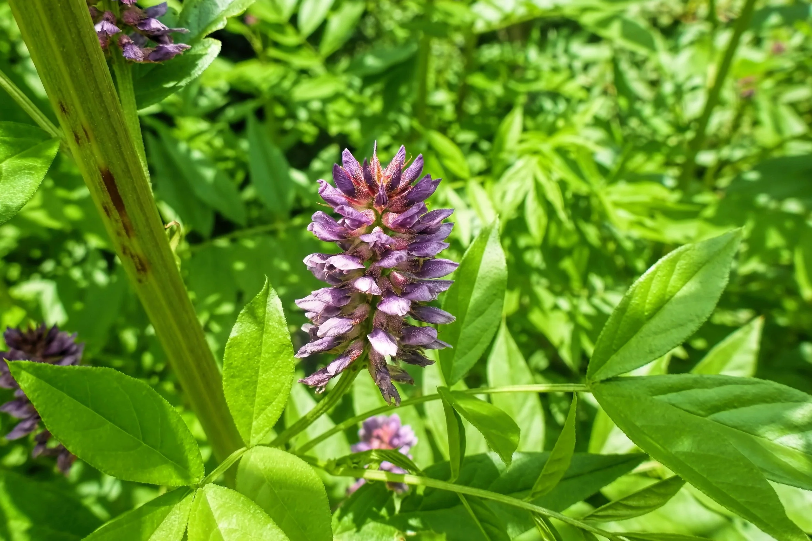 10 COMMON LICORICE Liquorice Glycyrrhiza Glabra Herb Purple Flower Seeds - Image 3