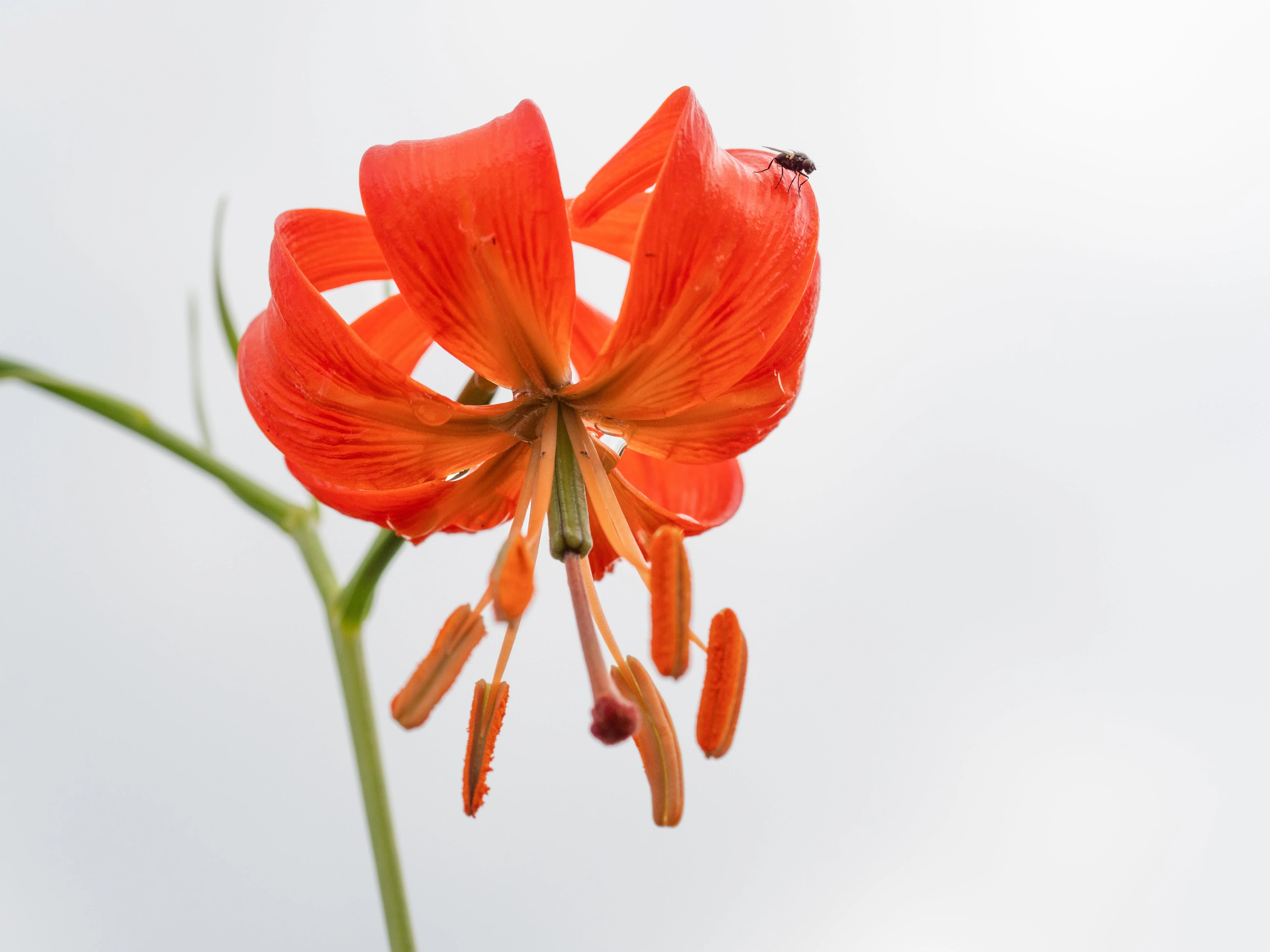 10 CORAL LILY Siberian Turk's Cap Lilium Pumilum Coral Red Fragrant Flower Seeds - Image 7