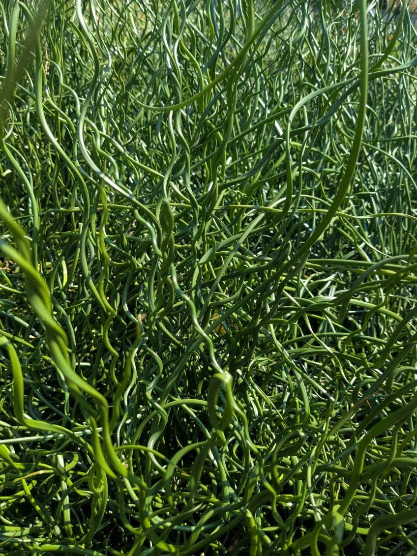 10 CORKSCREW RUSH Spiral Grass Juncus Effusus Spiralis Wetland Pond Seeds - Image 5