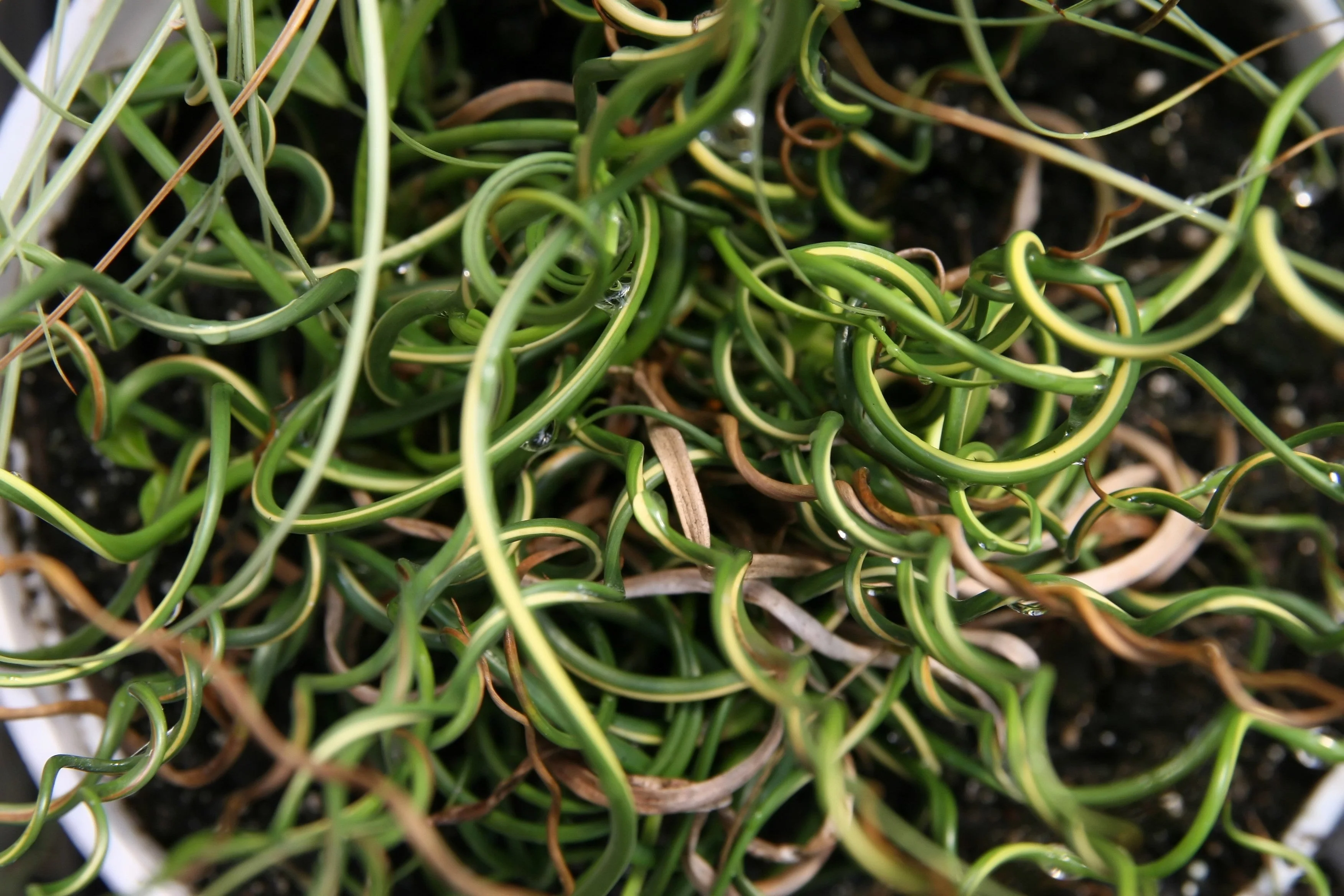 10 CORKSCREW RUSH Spiral Grass Juncus Effusus Spiralis Wetland Pond Seeds - Image 6