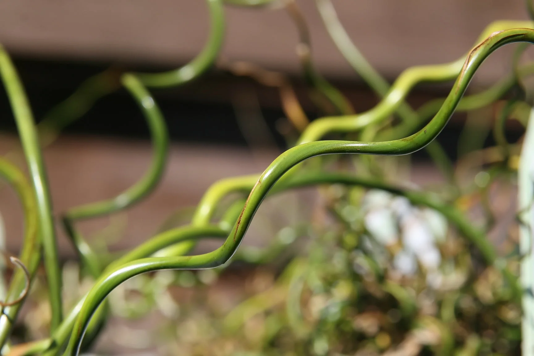 10 CORKSCREW RUSH Spiral Grass Juncus Effusus Spiralis Wetland Pond Seeds - Image 8