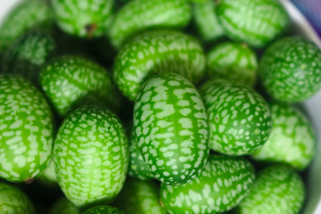 10 CUCAMELON Melothria Scabra Mouse Melon Mexican Gherkin Mini Watermelon Cucumber Fruit Vine Seeds - Image 4