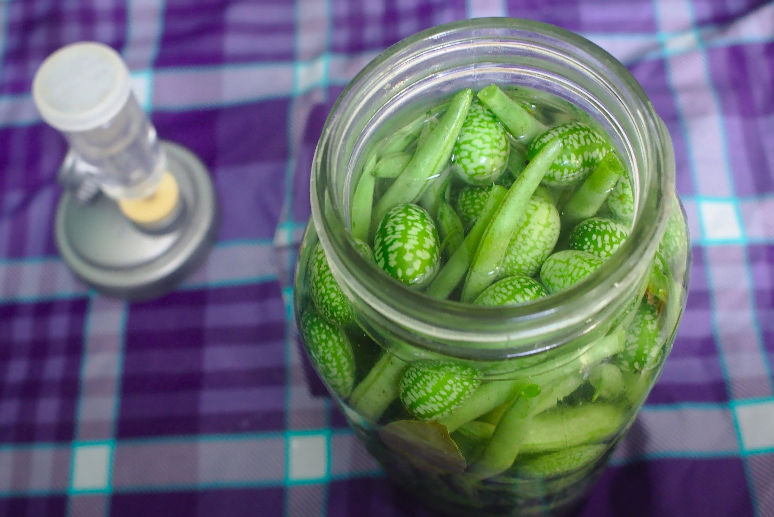 10 CUCAMELON Melothria Scabra Mouse Melon Mexican Gherkin Mini Watermelon Cucumber Fruit Vine Seeds - Image 6