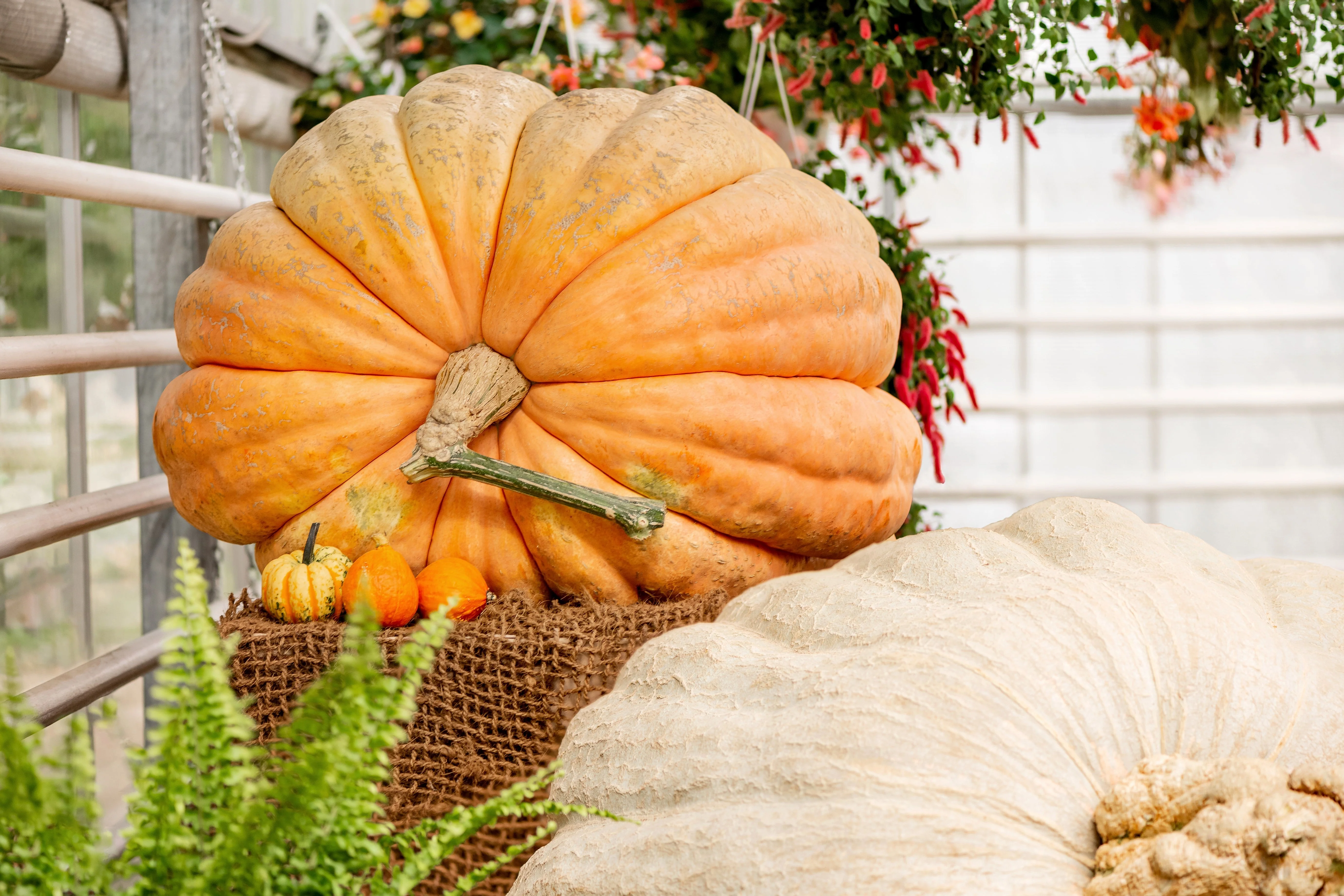 10 Dill's ATLANTIC GIANT PUMPKIN Up to 2000 lb Cucurbita Vegetable Seeds - Image 11