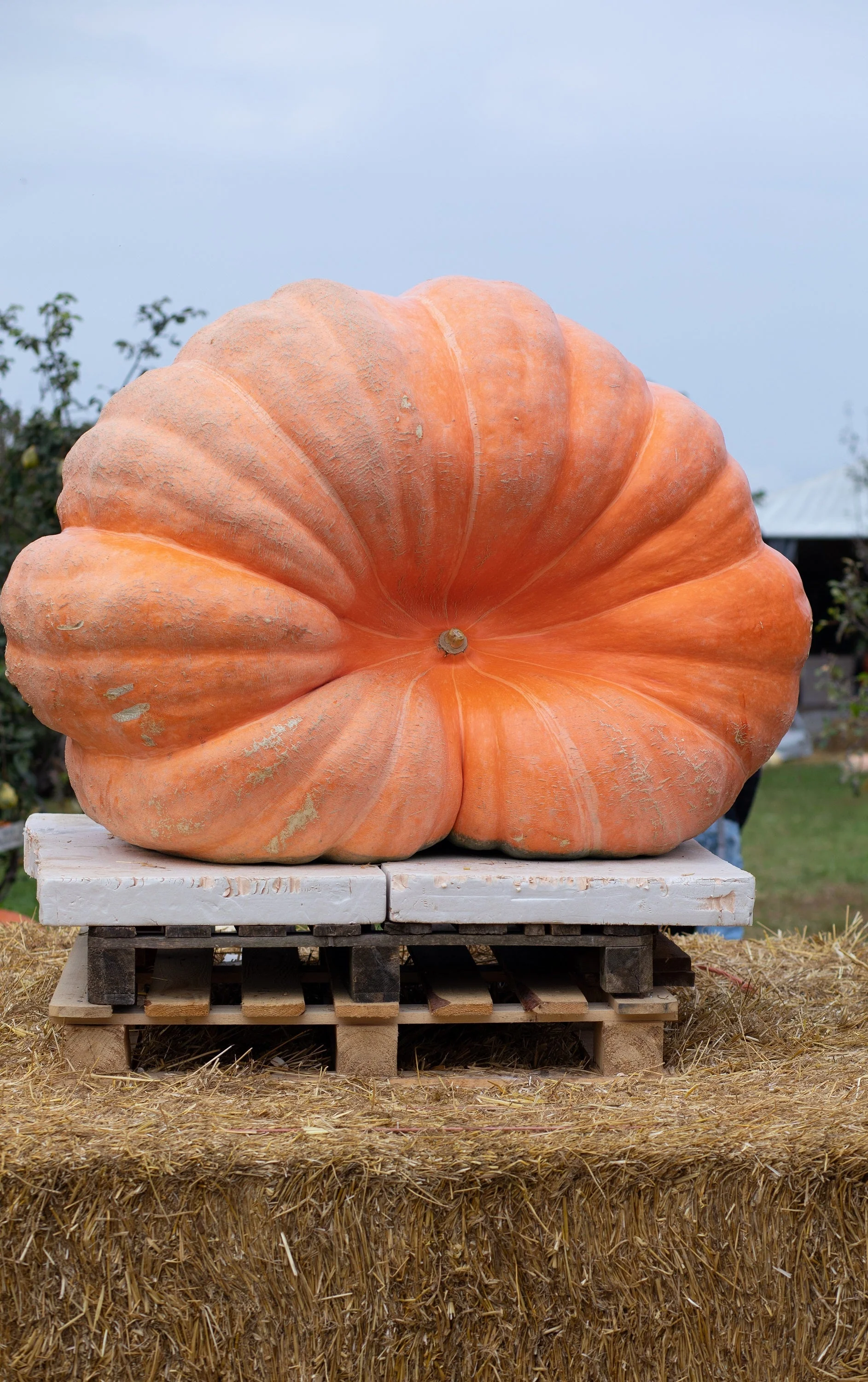 10 Dill's ATLANTIC GIANT PUMPKIN Up to 2000 lb Cucurbita Vegetable Seeds - Image 12