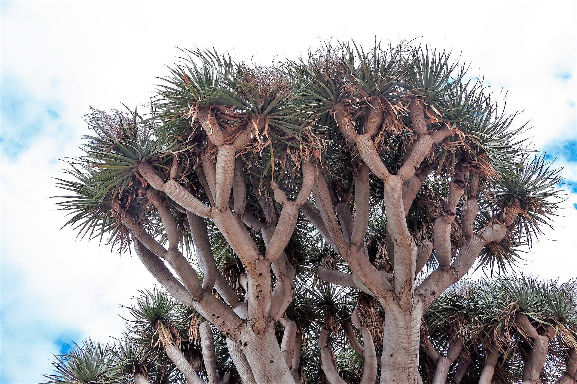 10 DRAGON TREE Dracaena Draco Canary Island Drago Blood Asparagus Yucca Evergreen Succulent Houseplant Orange Berry White Flower Seeds - Image 5