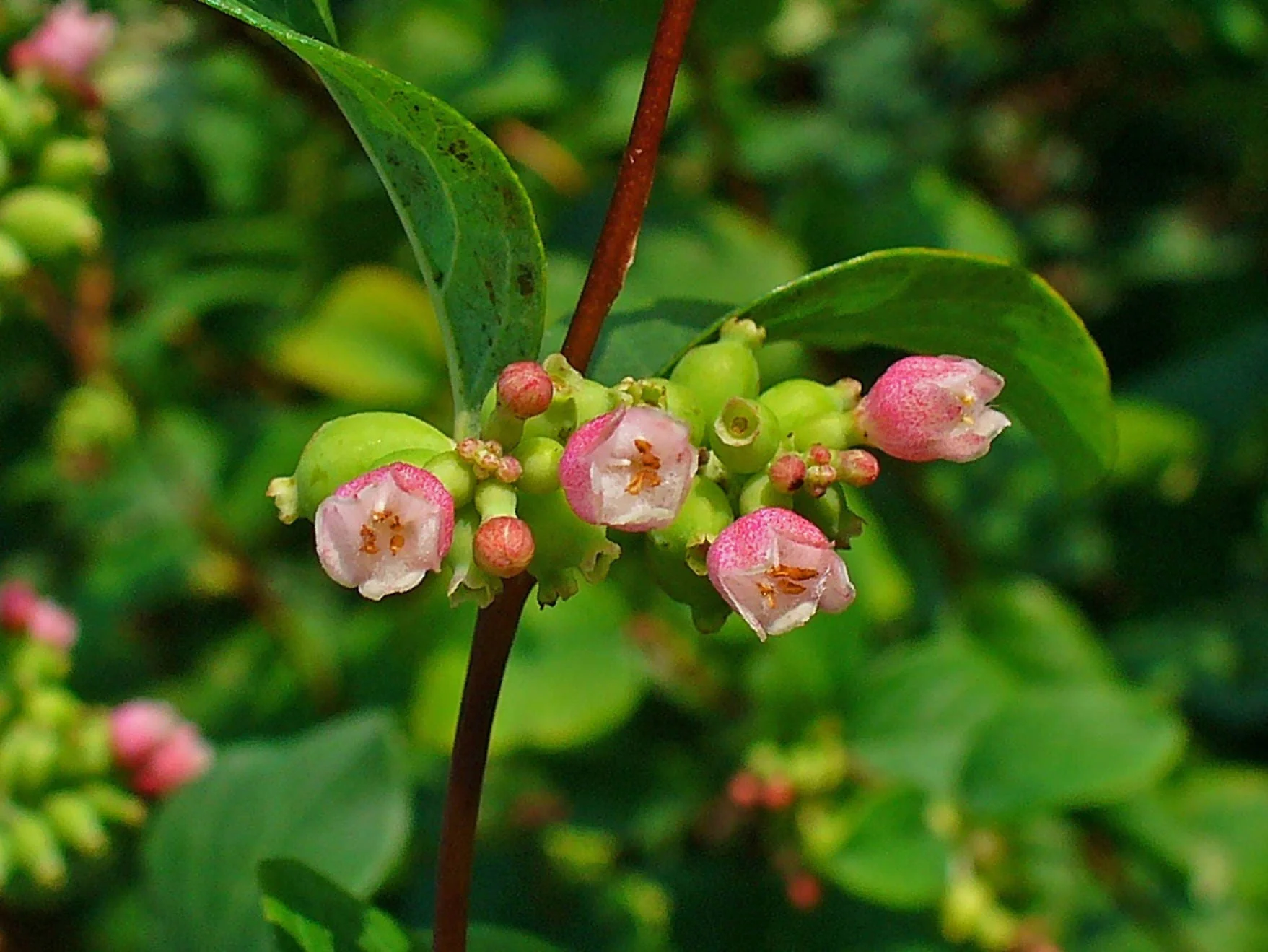 10 Dwarf CREEPING SNOWBERRY Shrub White Pink Flower Symphoricarpos Mollis Seeds - Image 2