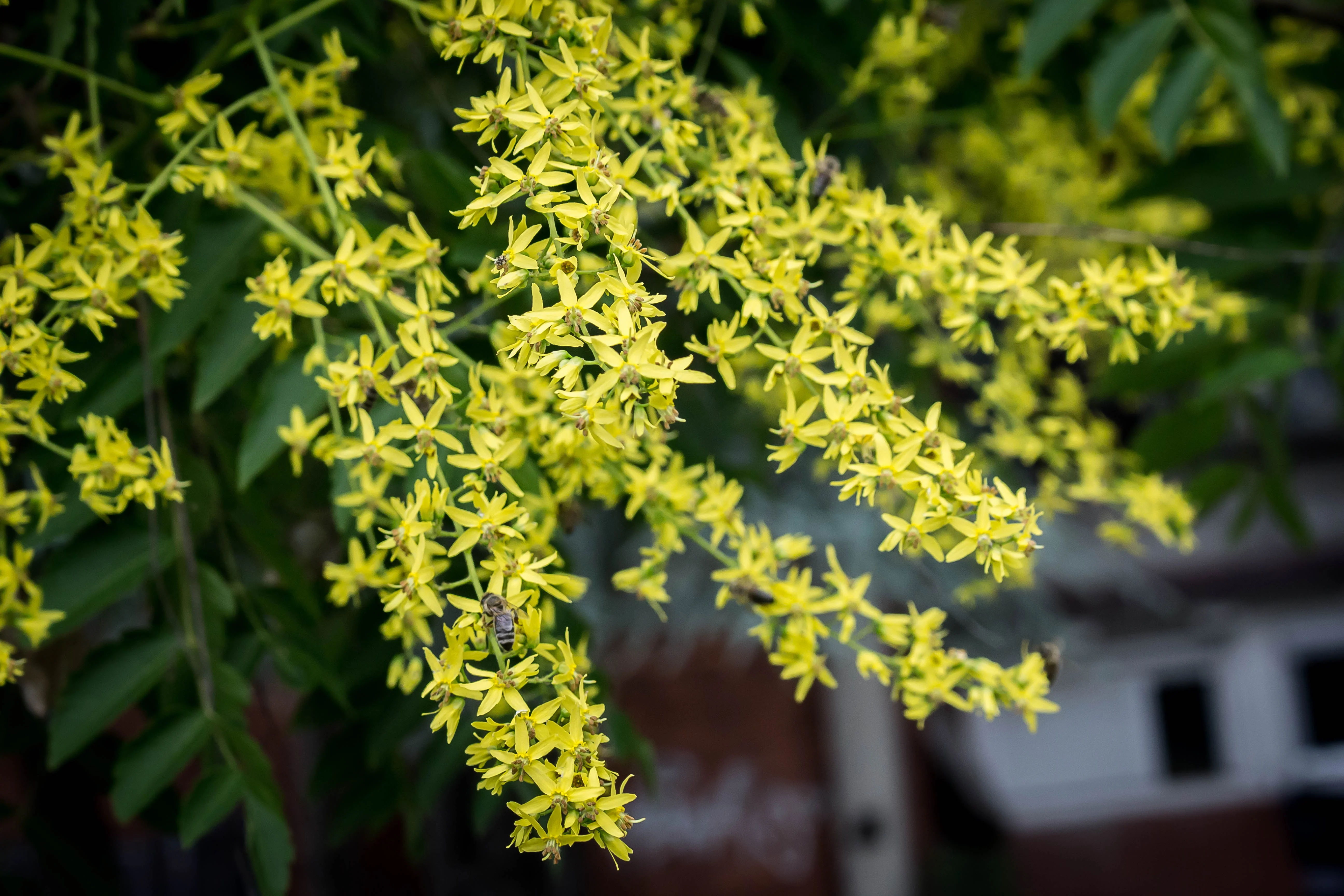 10 DWARF GOLDEN RAIN TREE Koelreuteria Paniculata Nana Yellow Flower Seeds - Image 9