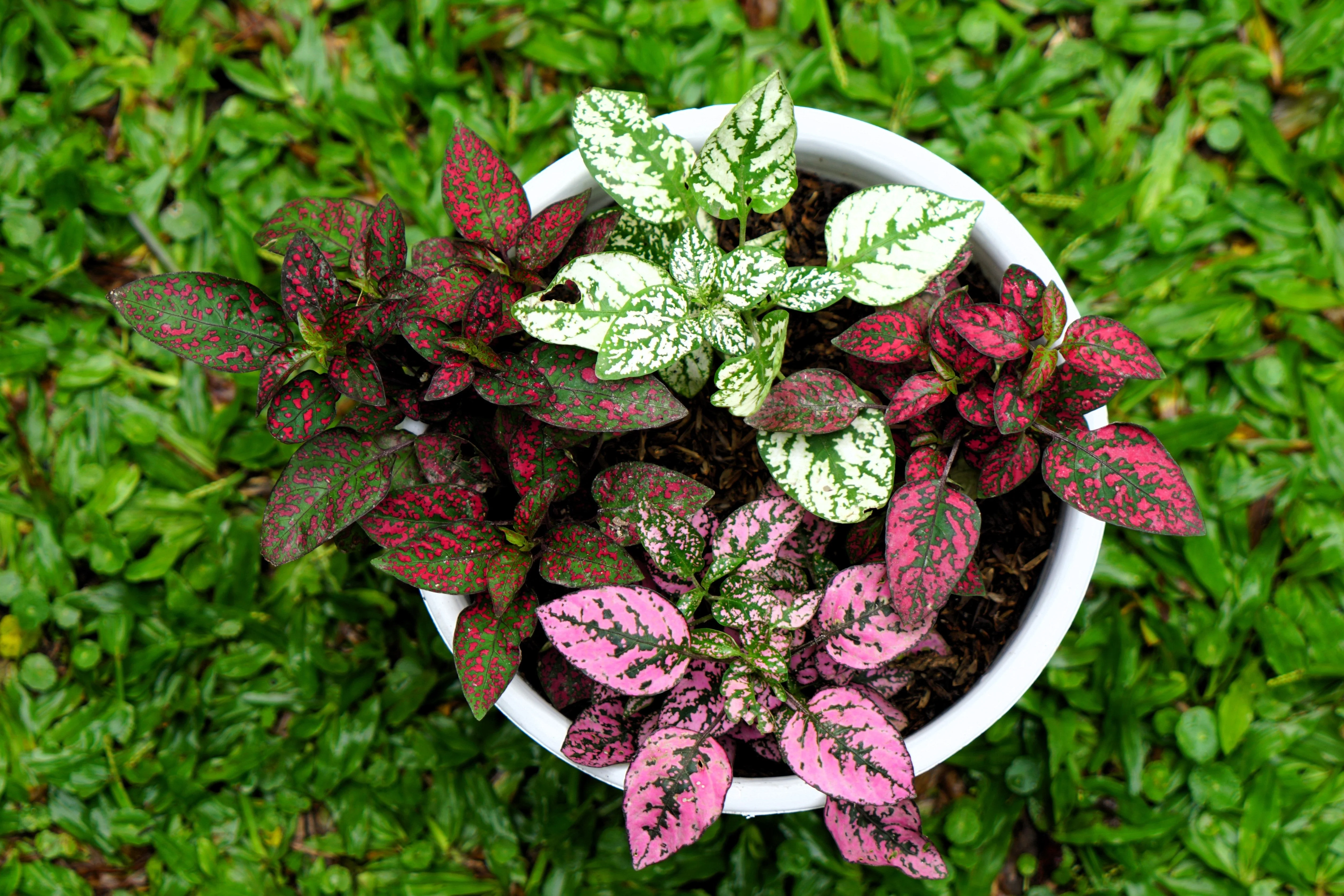 10 Dwarf Mixed Colors POLKA DOT PLANT Red Pink White Rose Splash Select Hypoestes Phyllostachya Flower Houseplant Seeds - Image 8