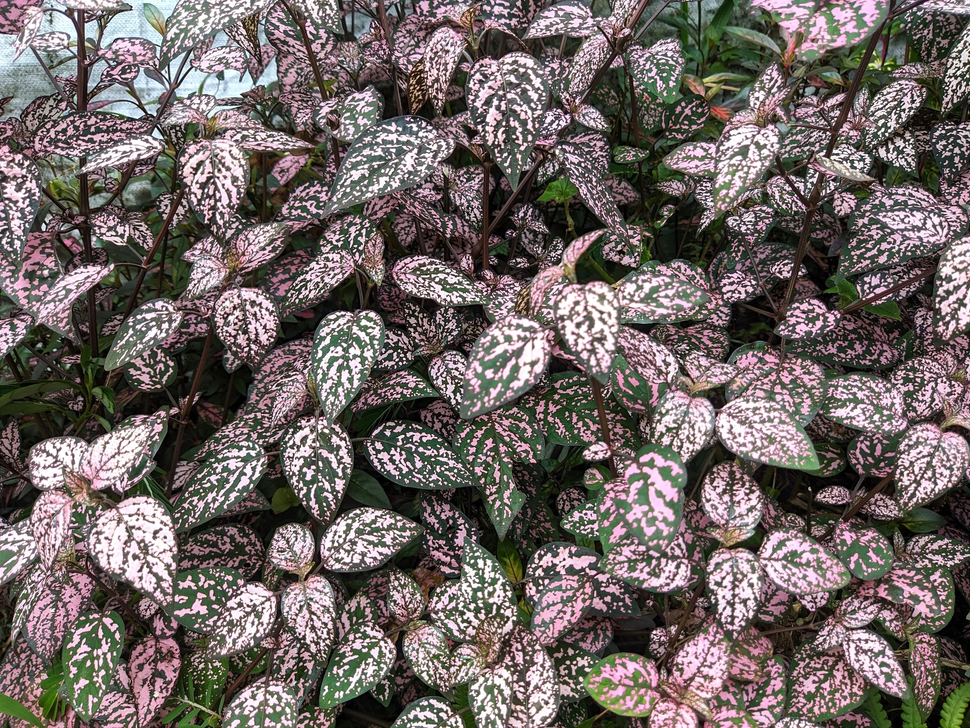 10 Dwarf PINK POLKA DOT PLANT Splash Select Hypoestes Phyllostachya Flower Houseplant Seeds - Image 7