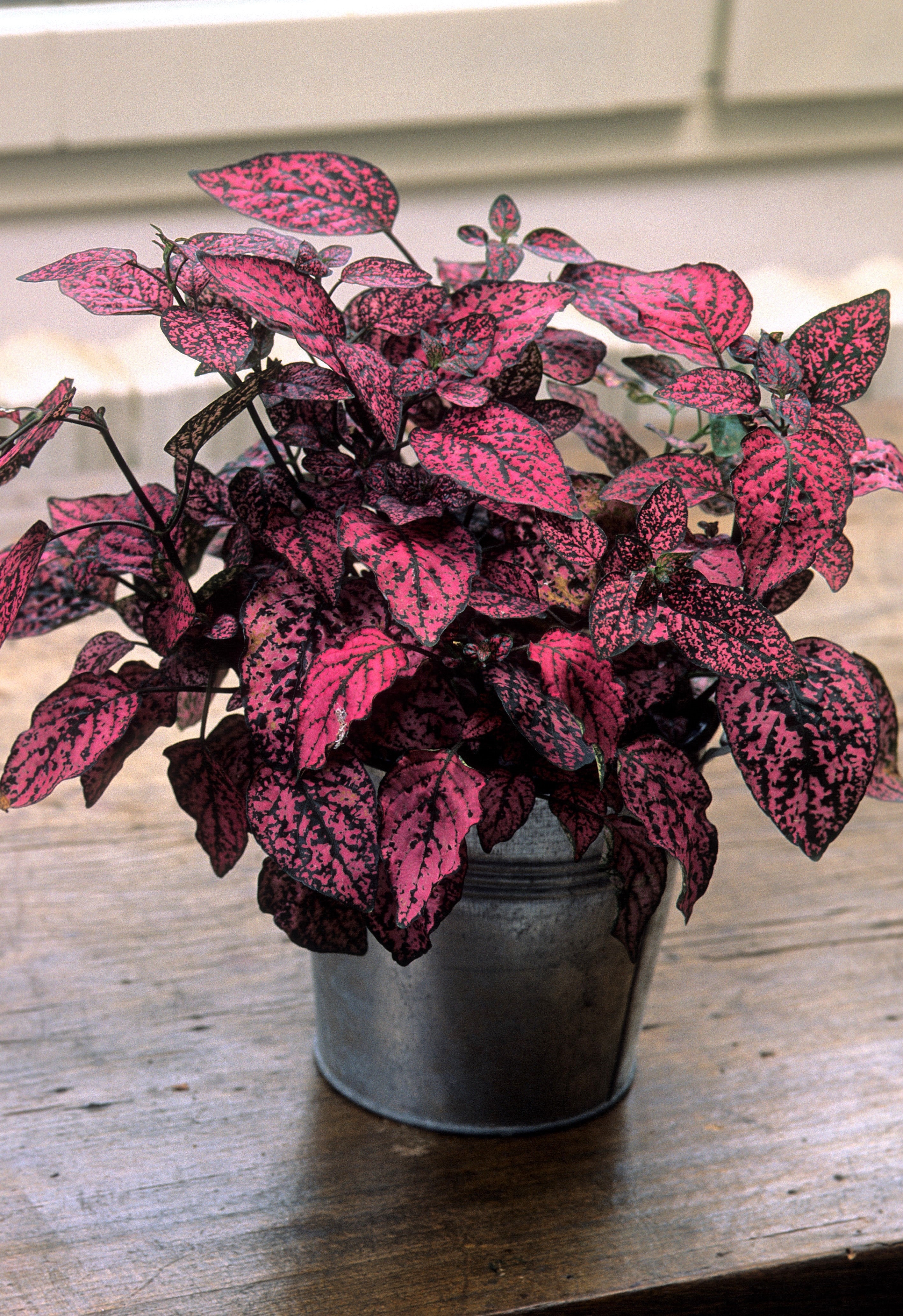 10 Dwarf ROSE Pink POLKA DOT PLANT Splash Select Hypoestes Phyllostachya Flower Houseplant Seeds - Image 12