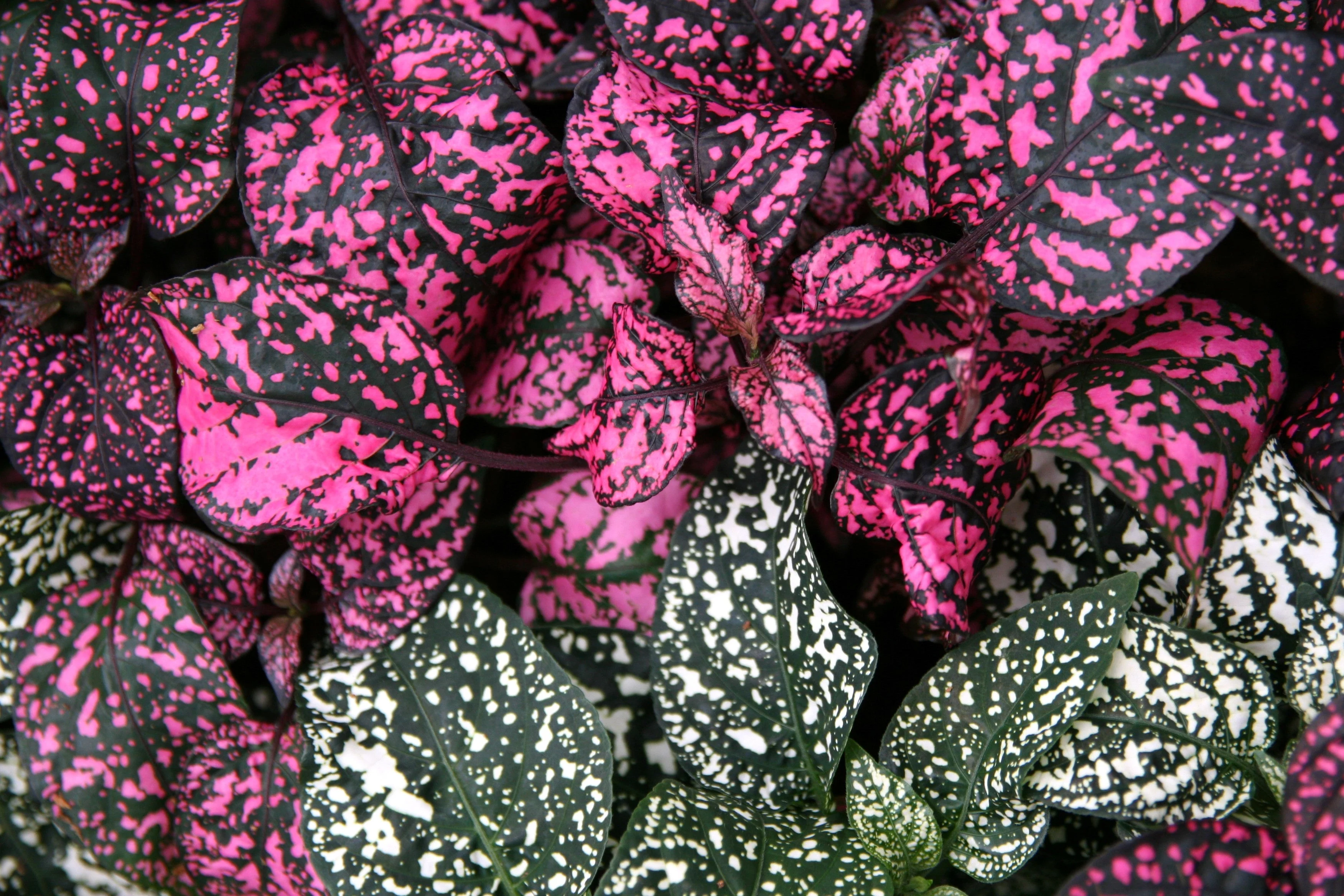 10 Dwarf ROSE Pink POLKA DOT PLANT Splash Select Hypoestes Phyllostachya Flower Houseplant Seeds - Image 5