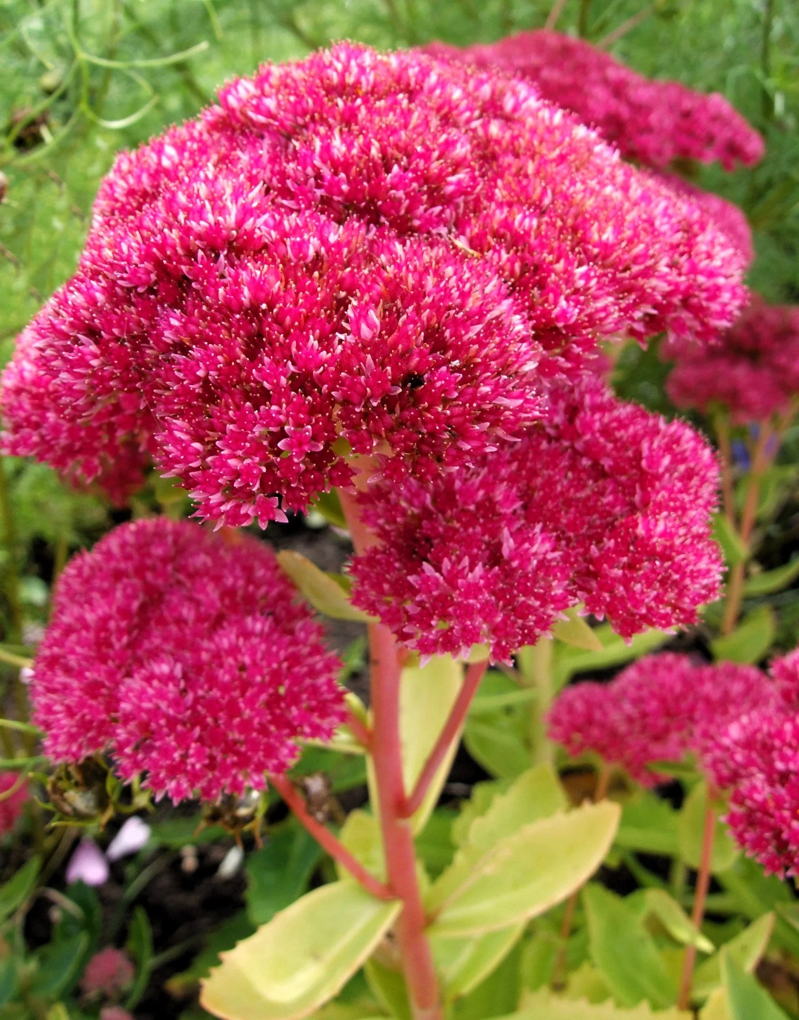 10 EMPEROR'S WAVE SEDUM Red Upright Telephium Succulent Stonecrop Flower Hylotelephium Seeds - Image 10