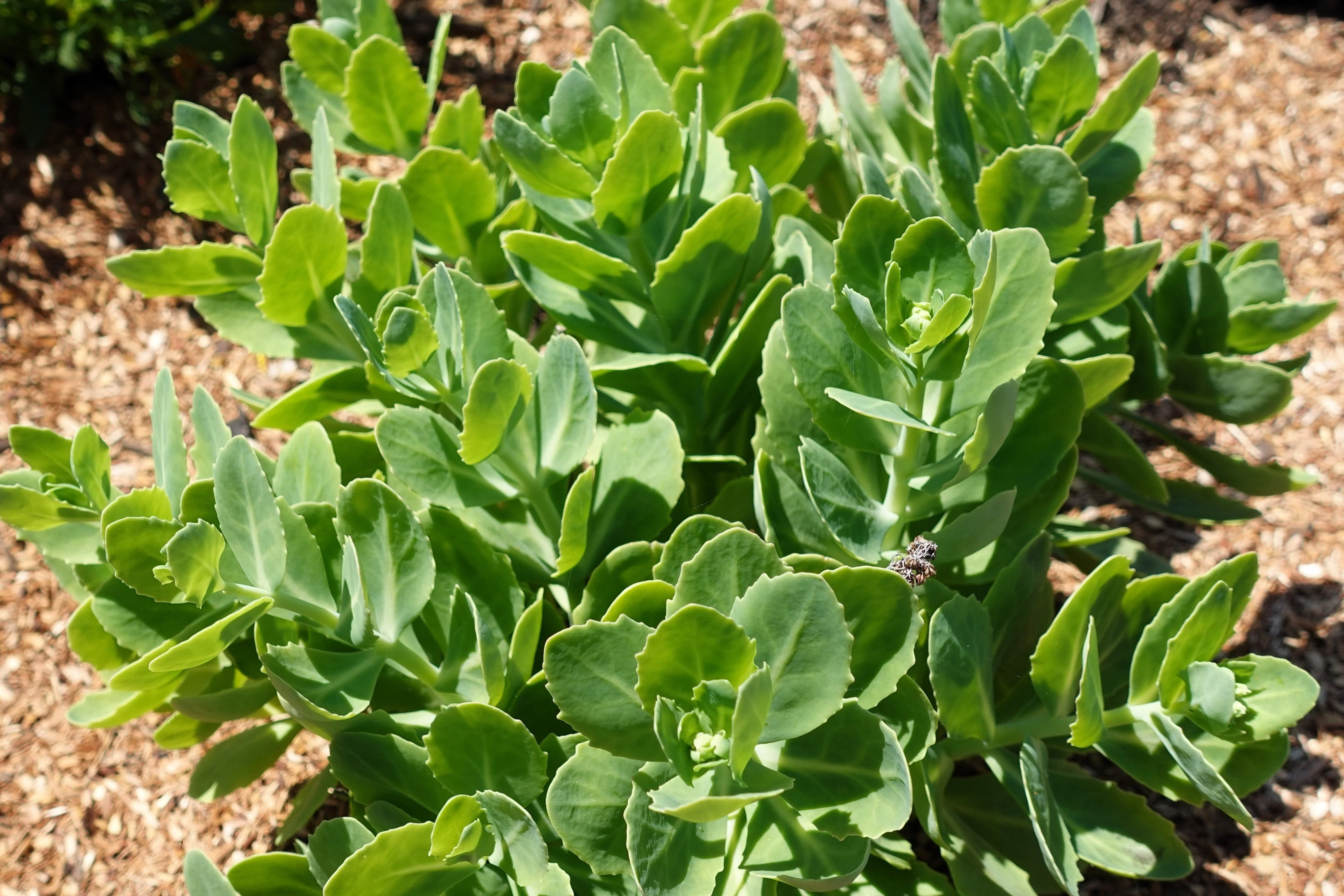 10 EMPEROR'S WAVE SEDUM Red Upright Telephium Succulent Stonecrop Flower Hylotelephium Seeds - Image 9