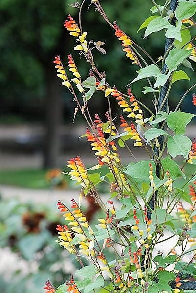 10 FIRECRACKER VINE Flower Mina Lobata Exotic Love Spanish Flag Ipomoea Seeds - Image 3