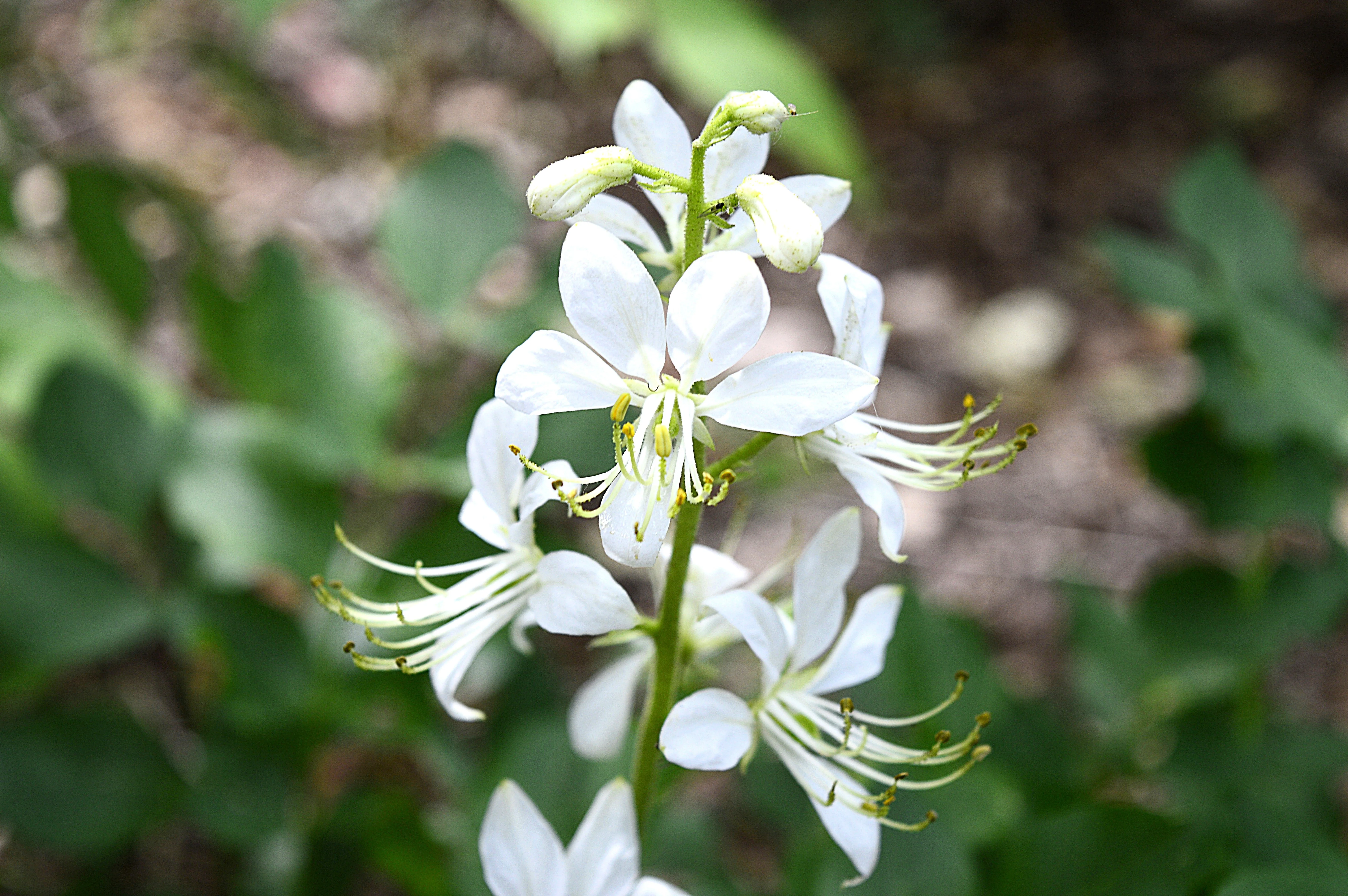 10 GAS PLANT MIX Dictamnus Albus Mixed Colors White Red Pink Lilac Flower Seeds - Image 5