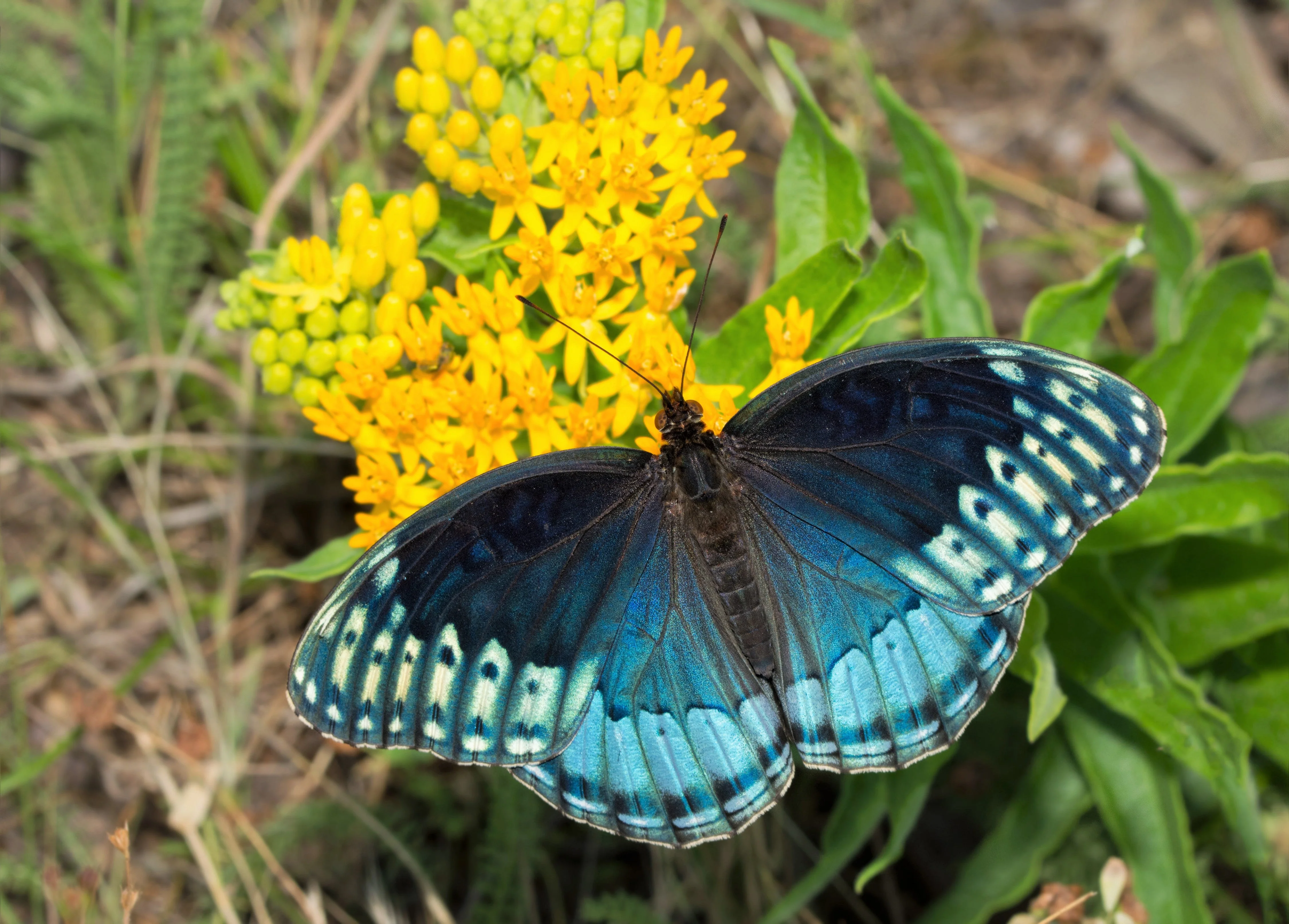 10 GAY BUTTERFLIES MILKWEED Red Yellow Orange Mix Asclepias Tuberosa Butterfly Weed Flower Seeds - Image 4