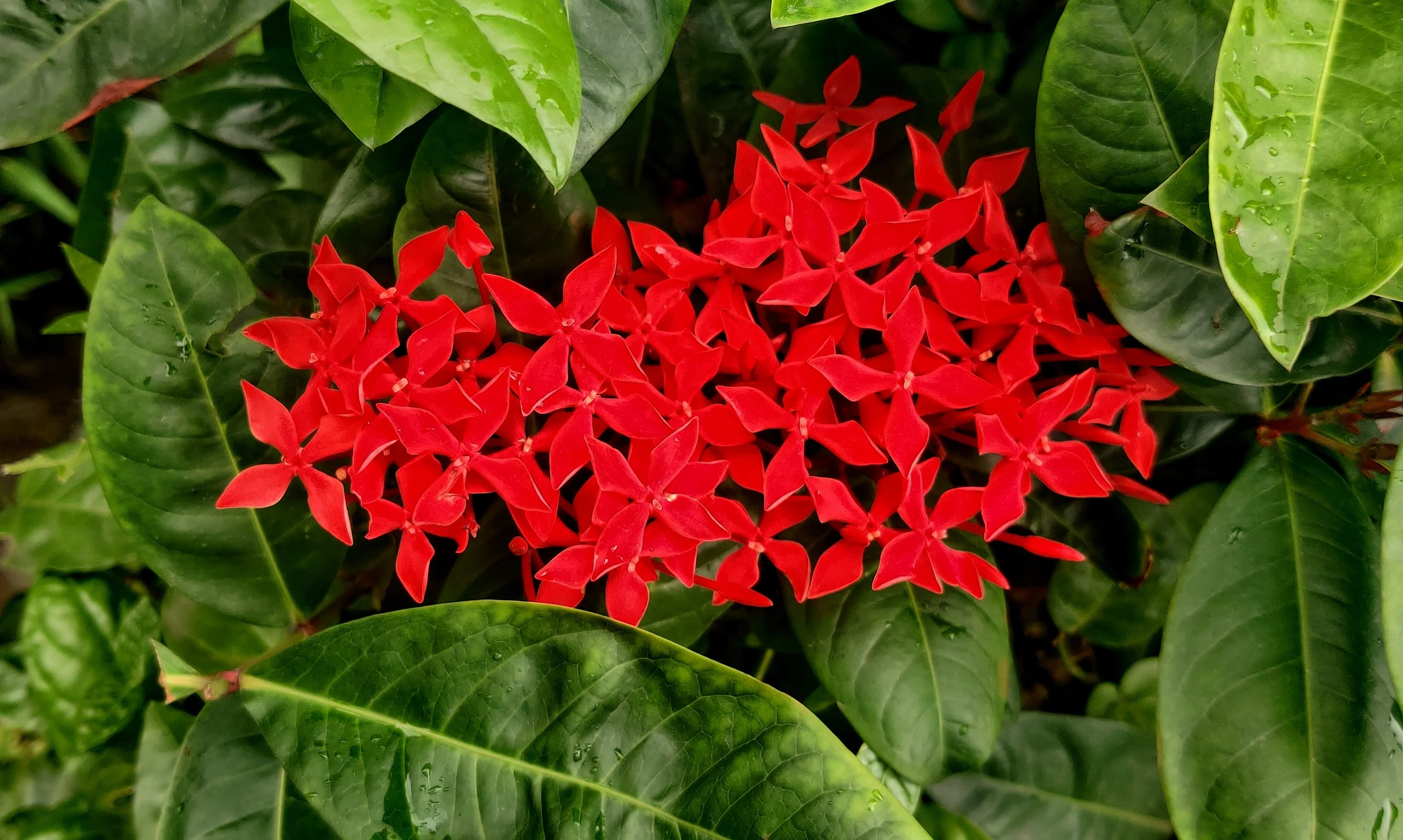 10 GAY BUTTERFLIES MILKWEED Red Yellow Orange Mix Asclepias Tuberosa Butterfly Weed Flower Seeds - Image 8