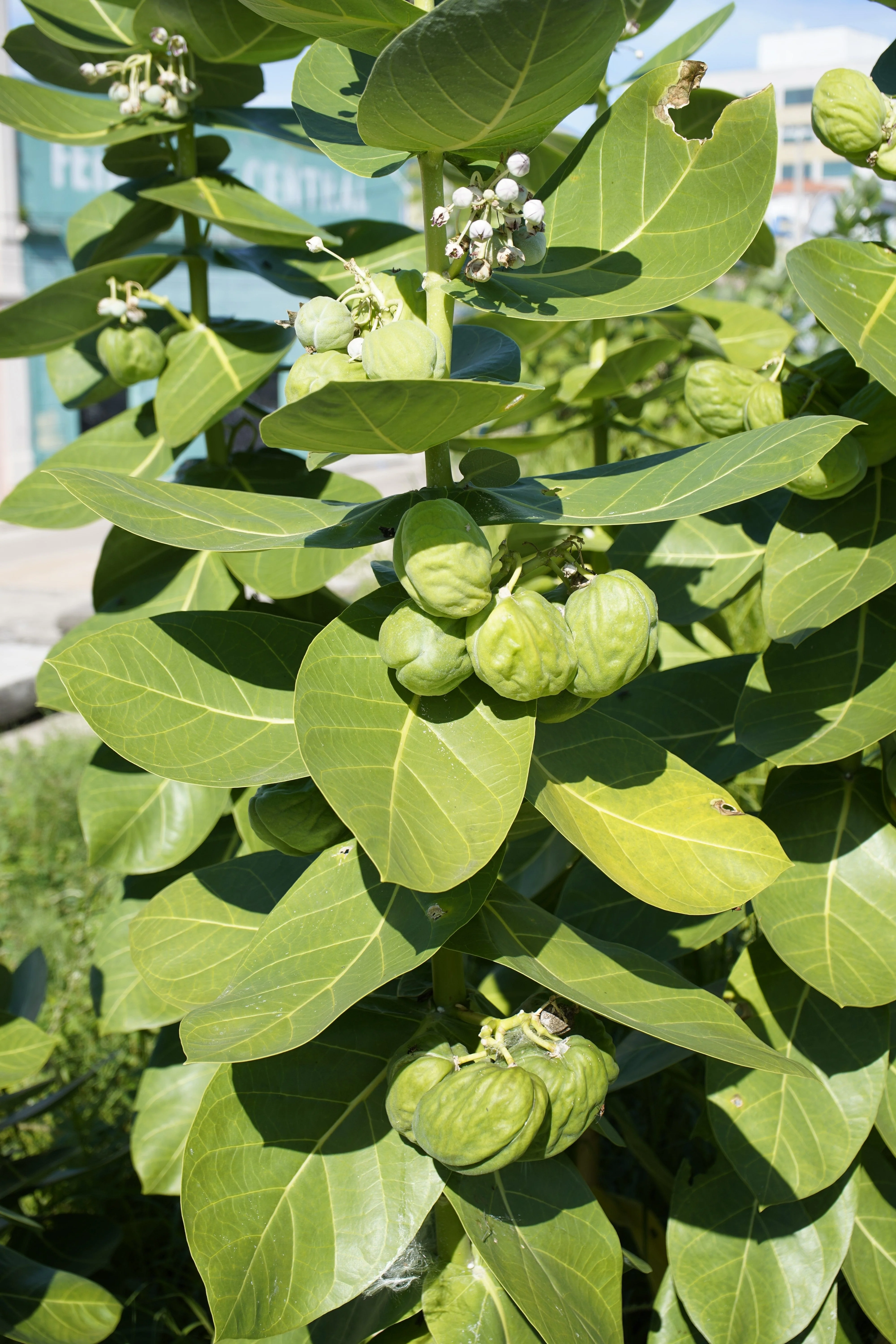 10 GIANT MILKWEED Sodom Apple Calotropis Procera Crown Flower Shrub Seeds - Image 12