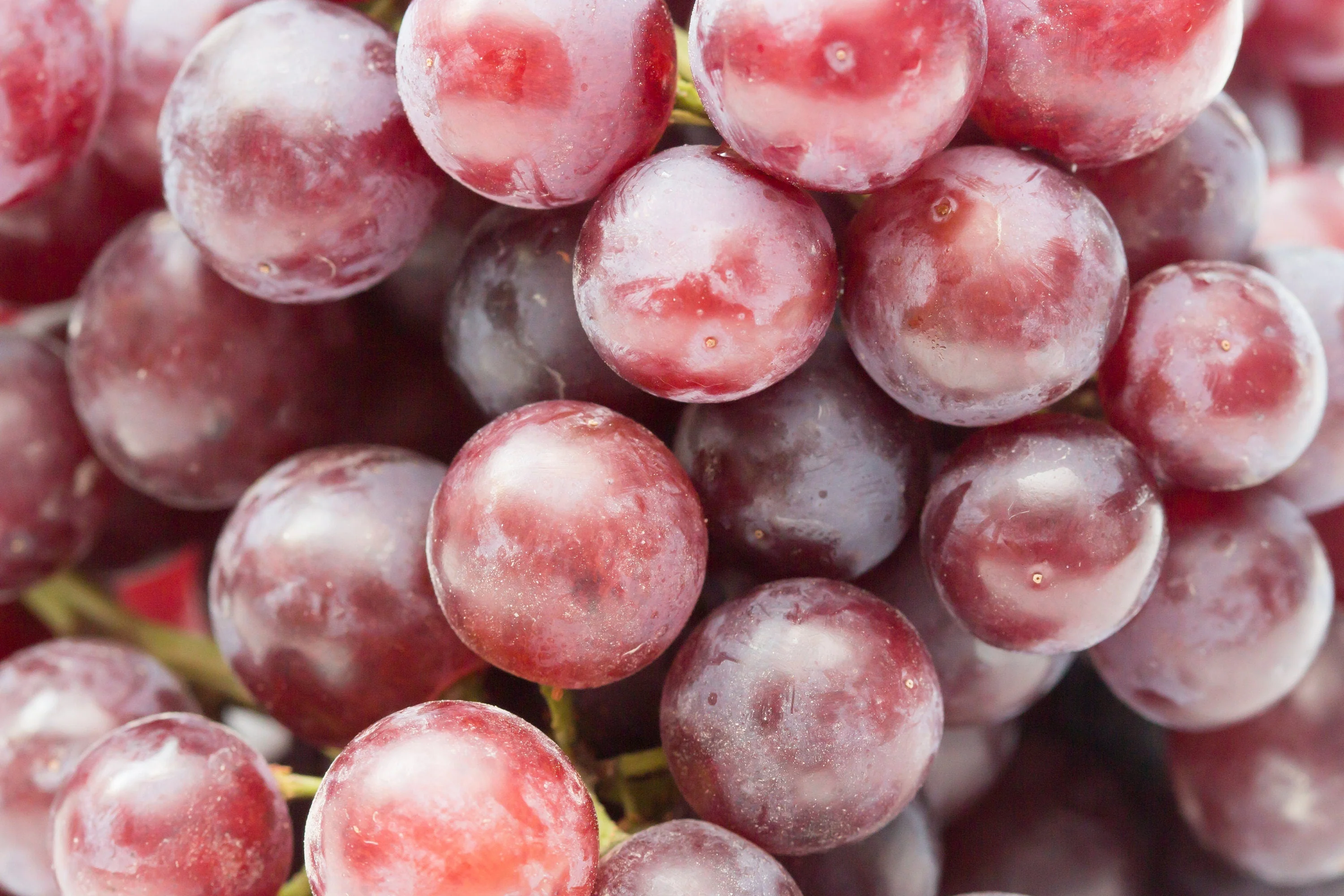 10 Giant RED GLOBE GRAPE Vitis Vinifera Fruit Vine Seeds - Image 6