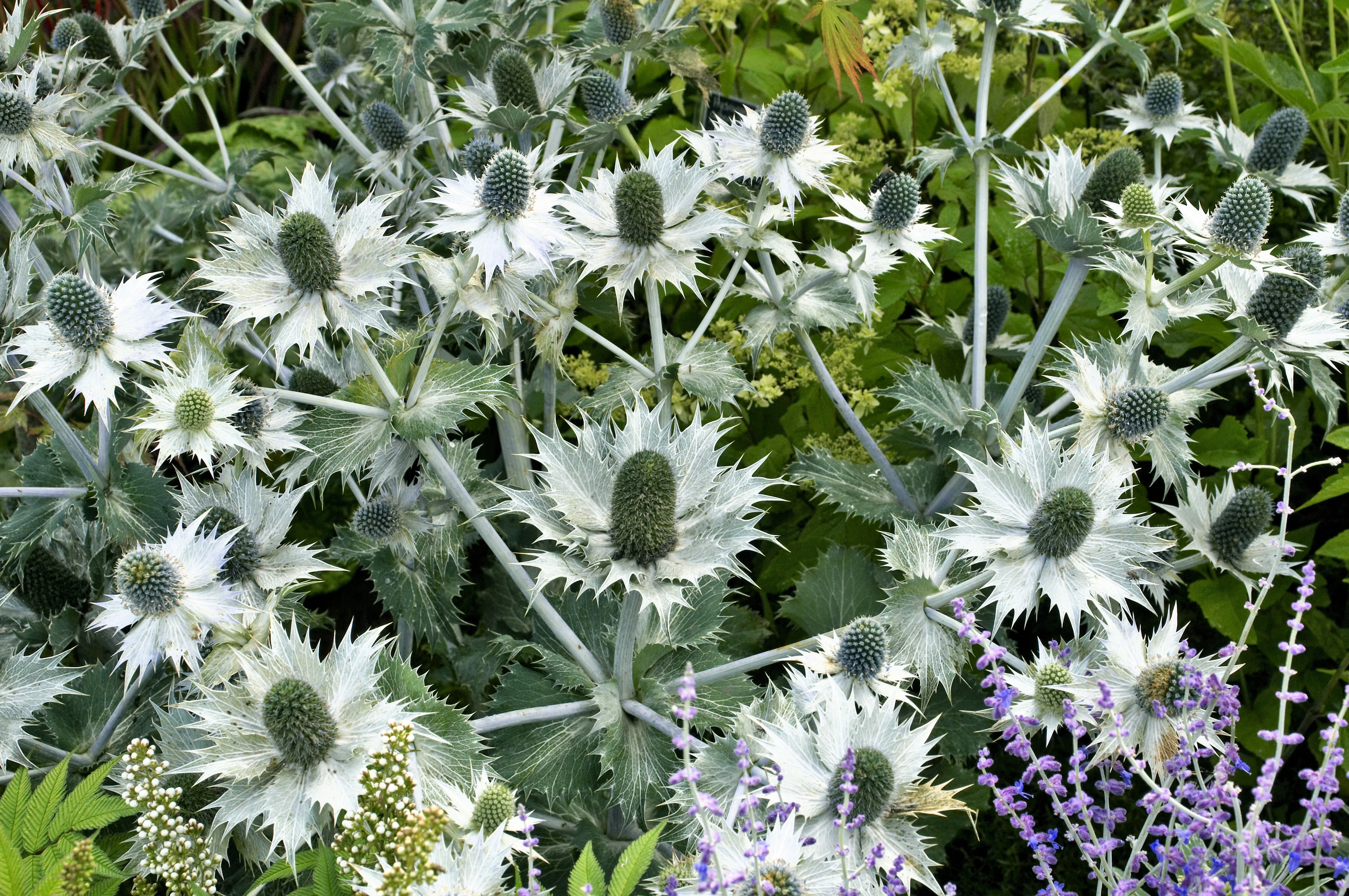 10 Giant SILVER SEA HOLLY Eryngium Giganteum Miss Willmott's Ghost Flower Seeds - Image 3