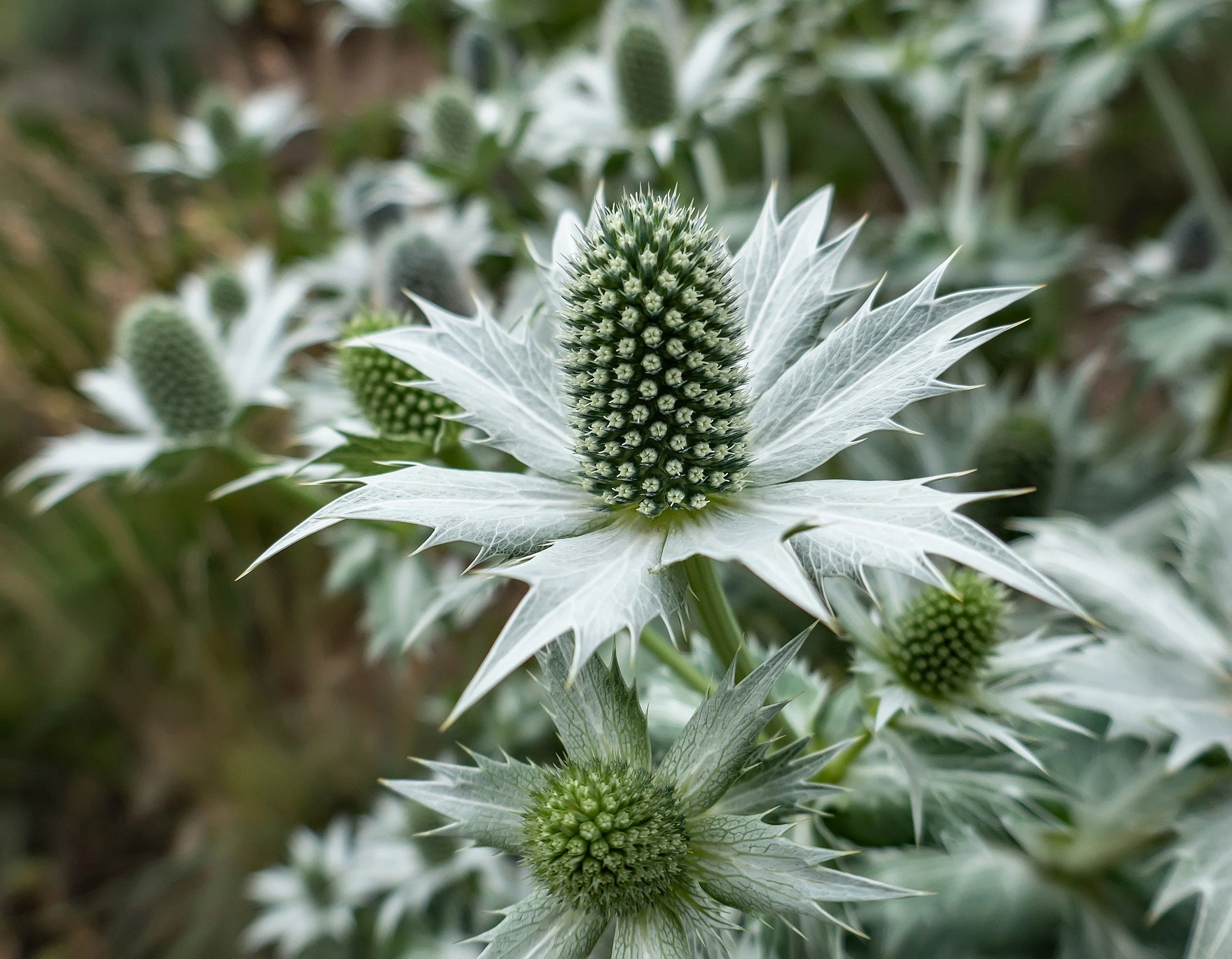10 Giant SILVER SEA HOLLY Eryngium Giganteum Miss Willmott's Ghost Flower Seeds - Image 6
