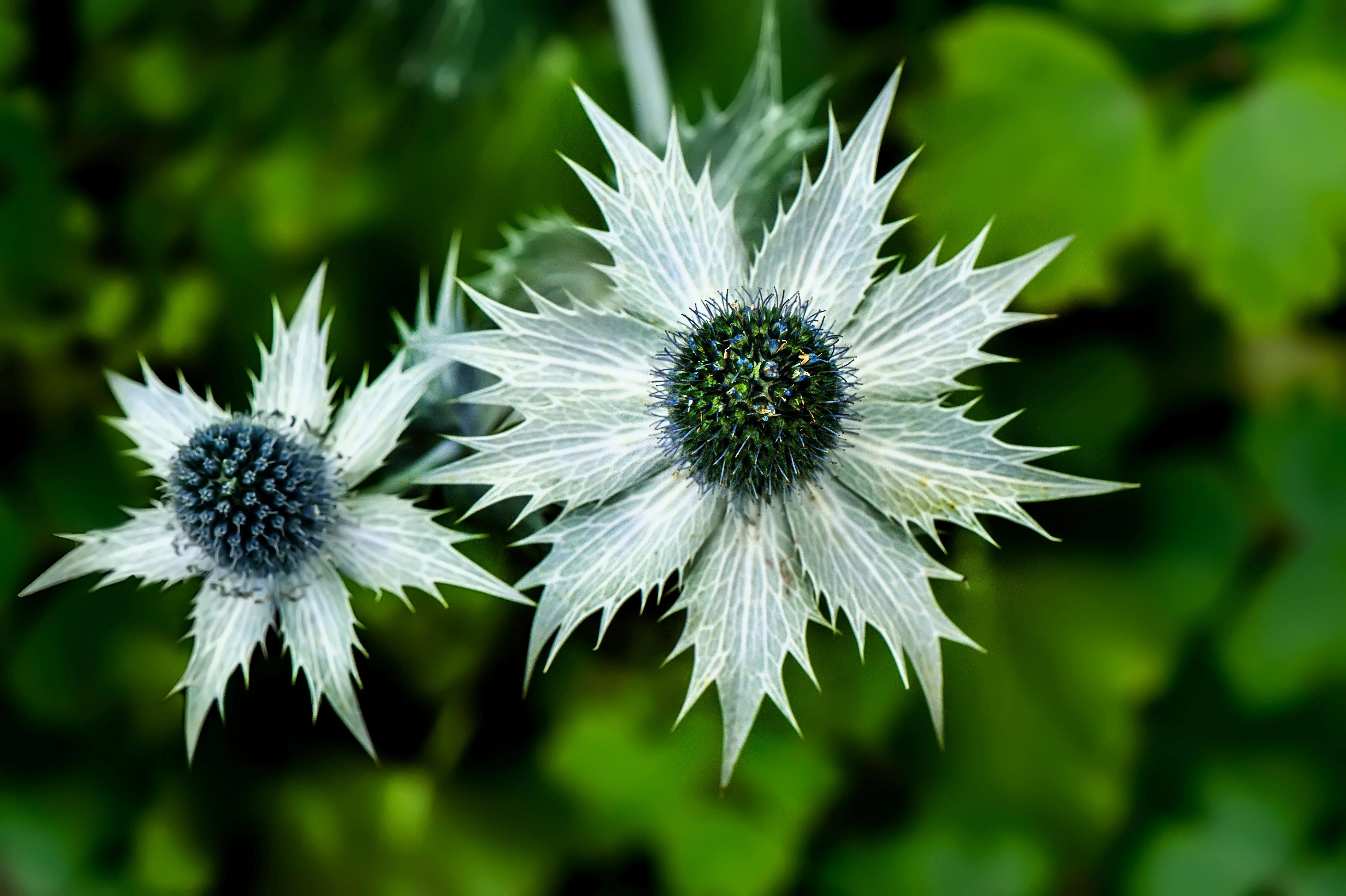 10 Giant SILVER SEA HOLLY Eryngium Giganteum Miss Willmott's Ghost Flower Seeds - Image 9